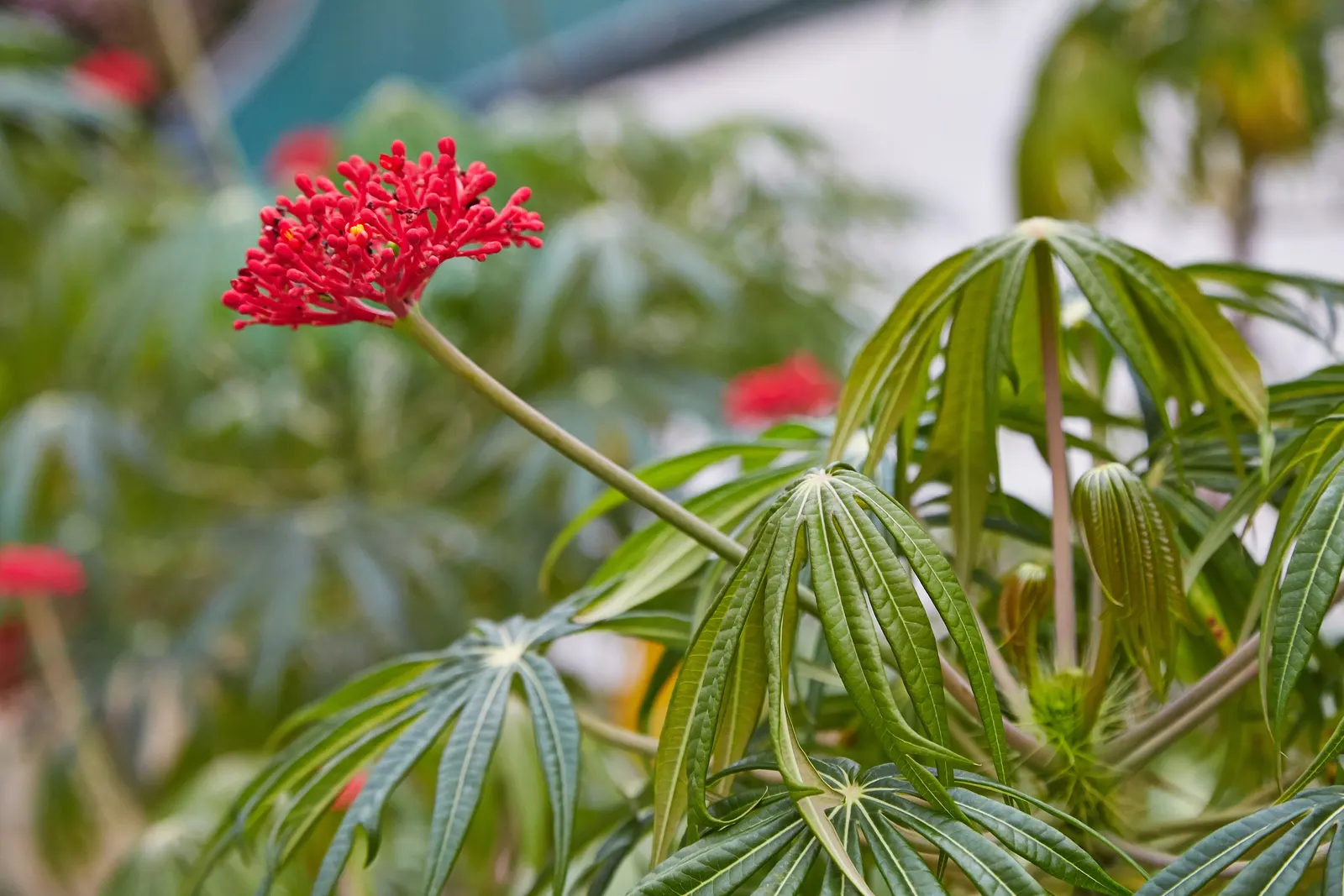 Coral Plant (Jatropha Multifida) — red flowers in the garden; is a highly ornamental species and a noteworthy inclusion in any tropical or, image 76
