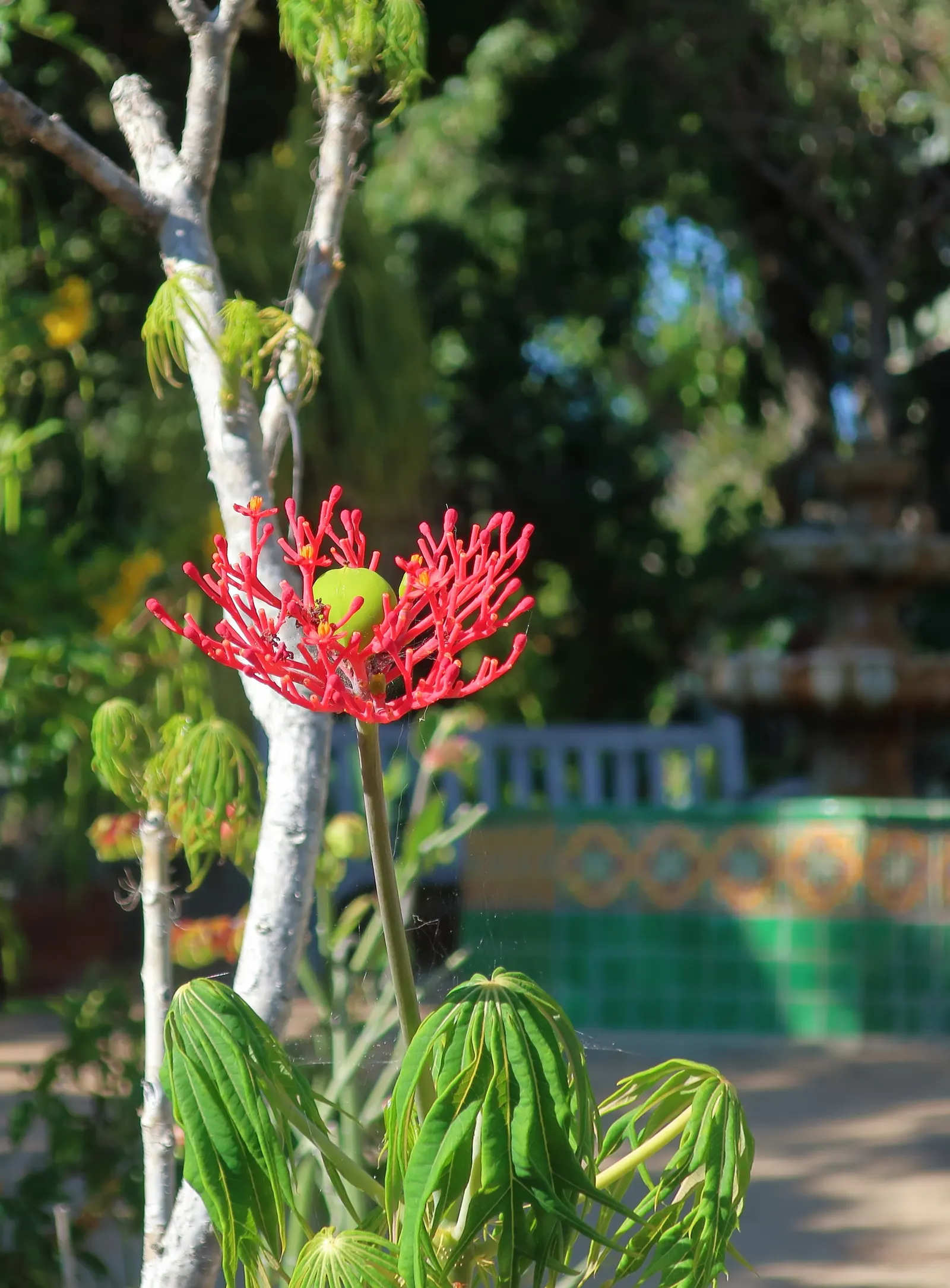 Coral Plant (Jatropha Multifida) — Being drought-tolerant once established, it is a low-maintenance choice for xeriscaping; shrub for full