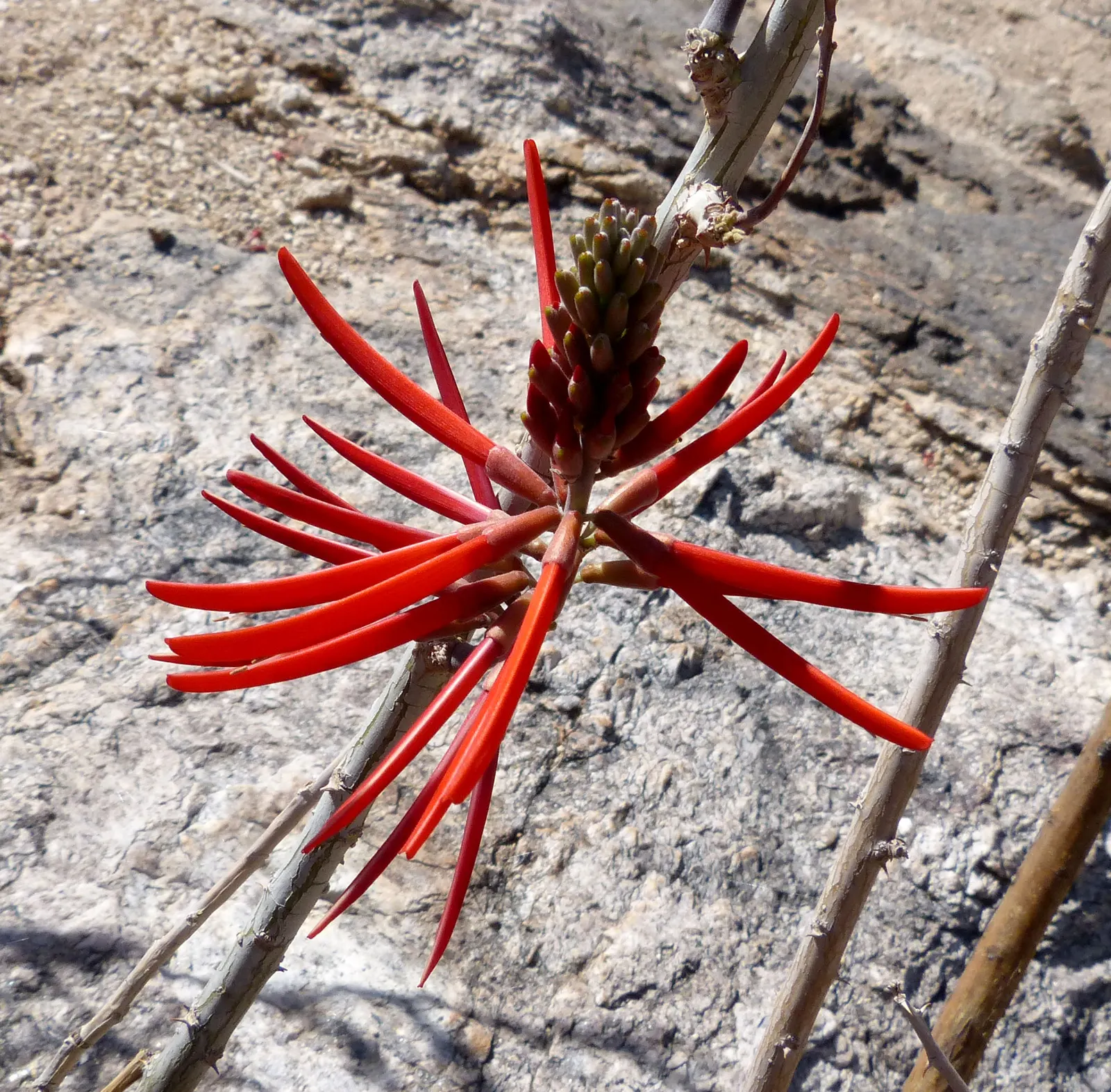 Coral Plant (Jatropha Multifida) — The clusters of intricate; adding a burst of color and visual interest to any garden.<br><br>Ideal for USDA, image 66