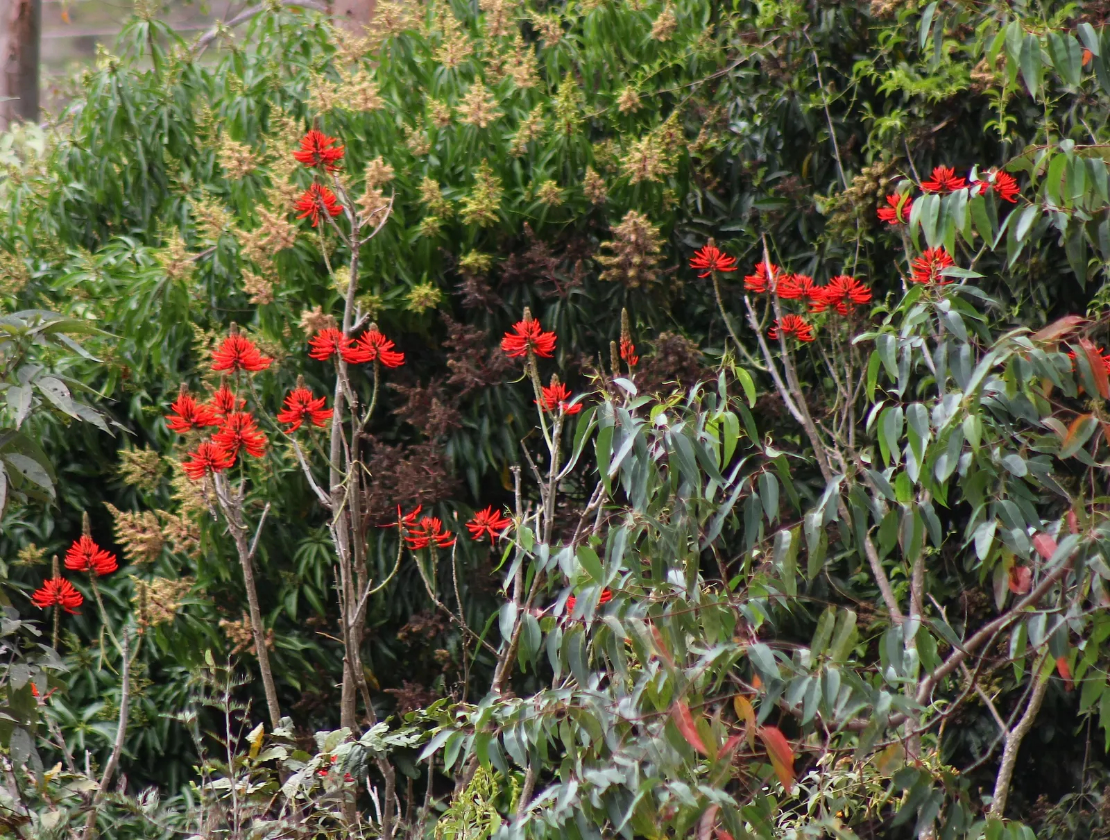 Coral Plant (Jatropha Multifida) — These leaves create a striking backdrop for the plant's true showpiece: its vibrant coral-red blossoms; with its, image 91