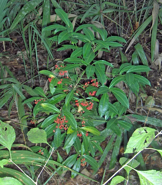 Coral Plant (Jatropha Multifida) — shrub with red blooms; blooming intermittently throughout the year, image 103