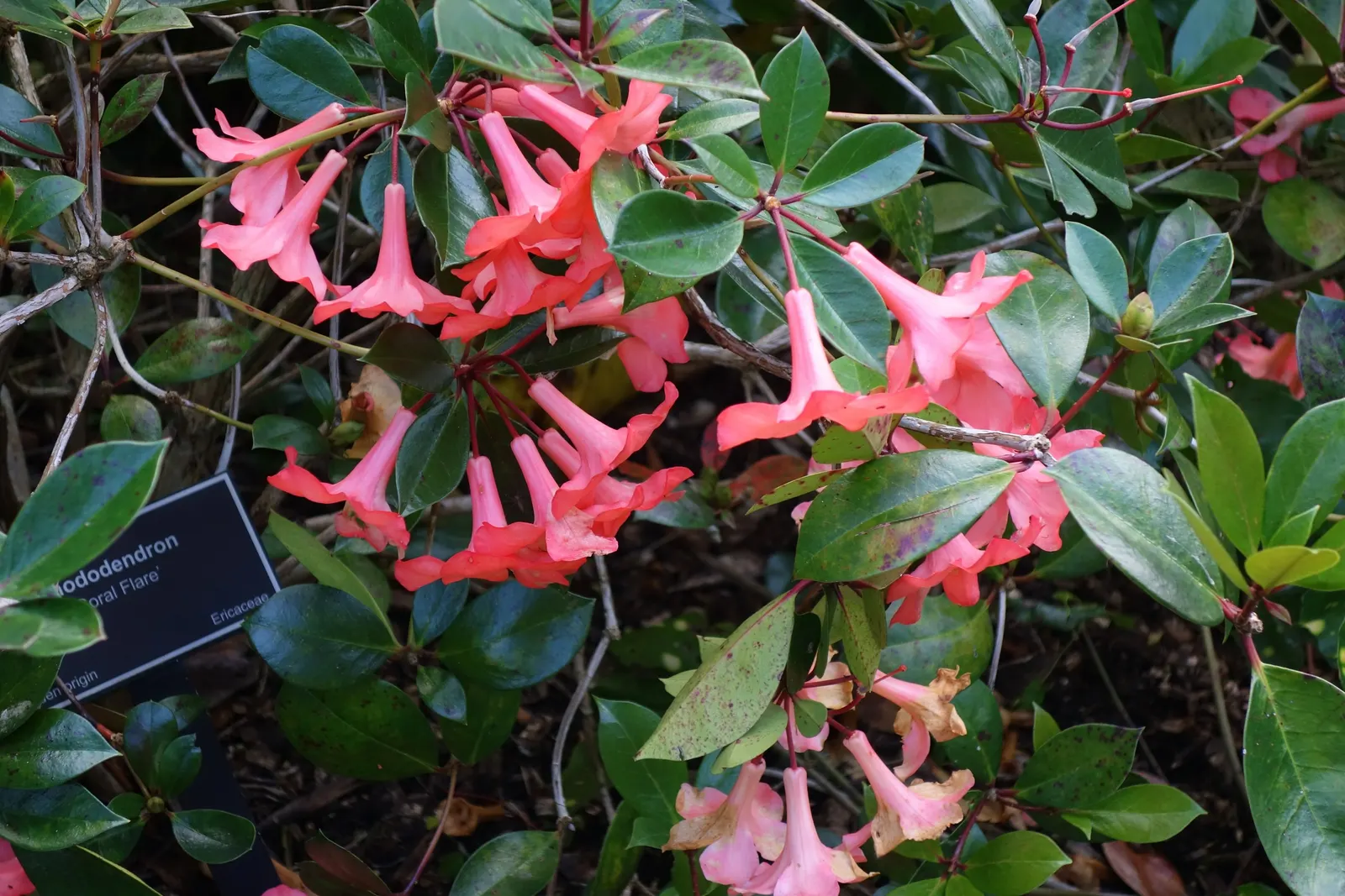Coral Plant (Jatropha Multifida) — so placement should consider accessibility; the clusters of intricate, image 73
