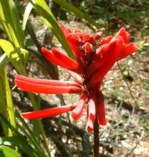 Coral Plant (Jatropha Multifida) — Adds exotic flair and vertical interest to landscapes; these leaves create a striking backdrop for the plant's true