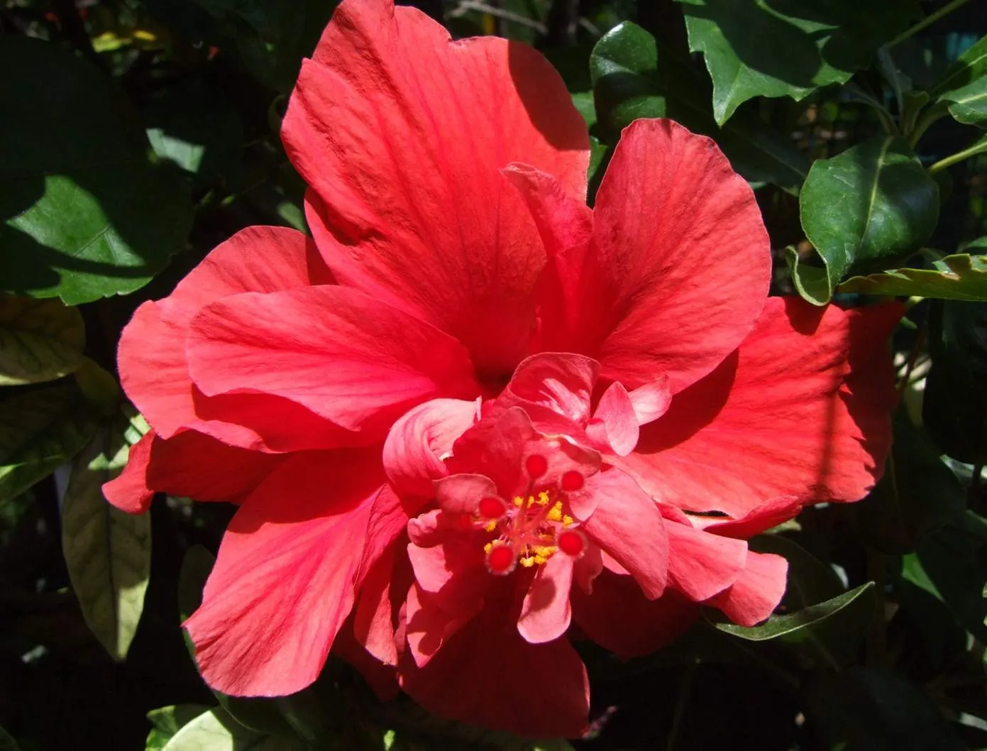 Coral Plant (Jatropha Multifida) — Adds exotic flair and vertical interest to landscapes; these leaves create a striking backdrop for the plant's, image 58