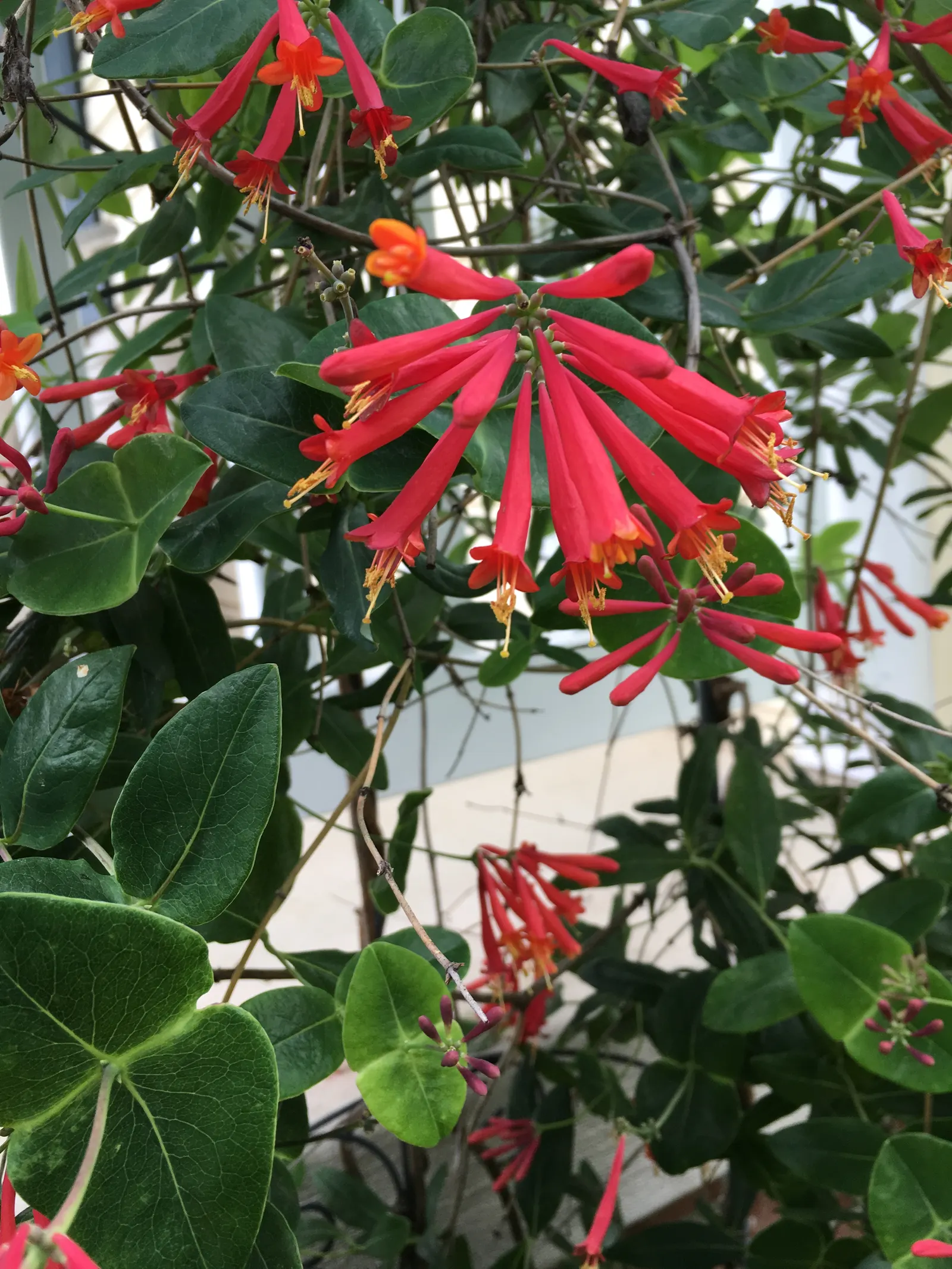 Coral Plant (Jatropha Multifida) — Adds exotic flair and vertical interest to landscapes; these leaves create a striking backdrop for the plant's, image 84