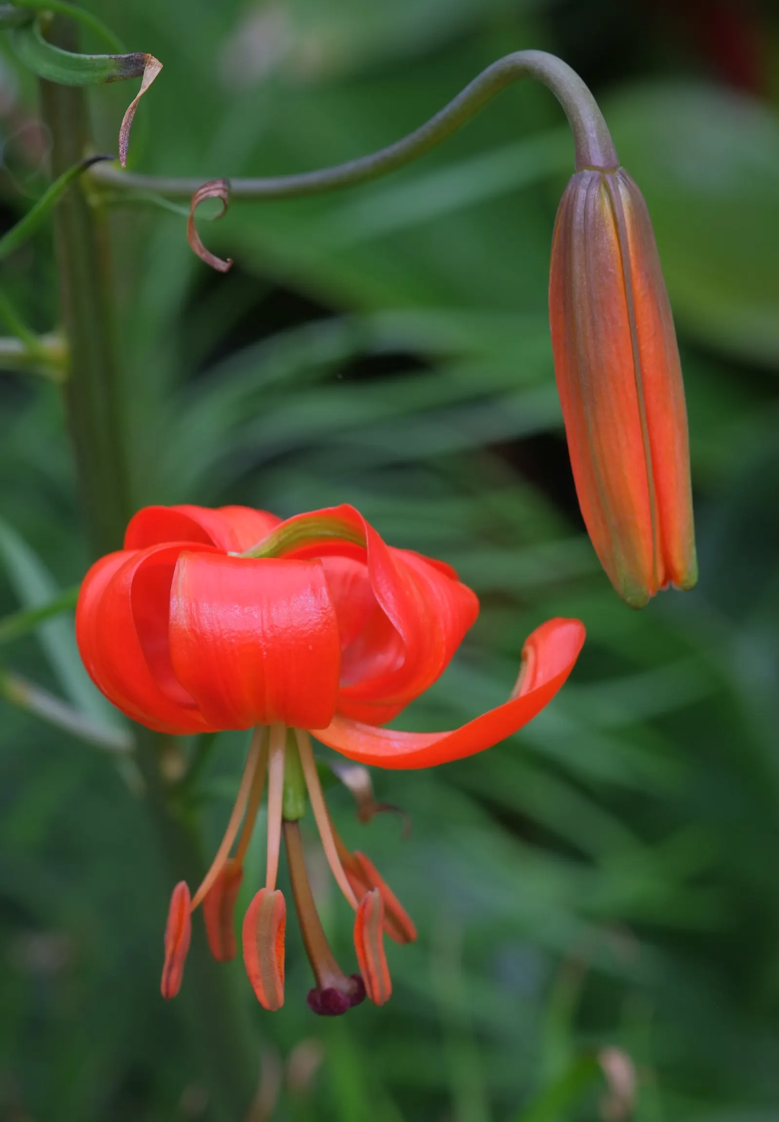 Coral Plant (Jatropha Multifida) — red flowers in the garden; is a highly ornamental species and a noteworthy inclusion in any tropical or, image 102