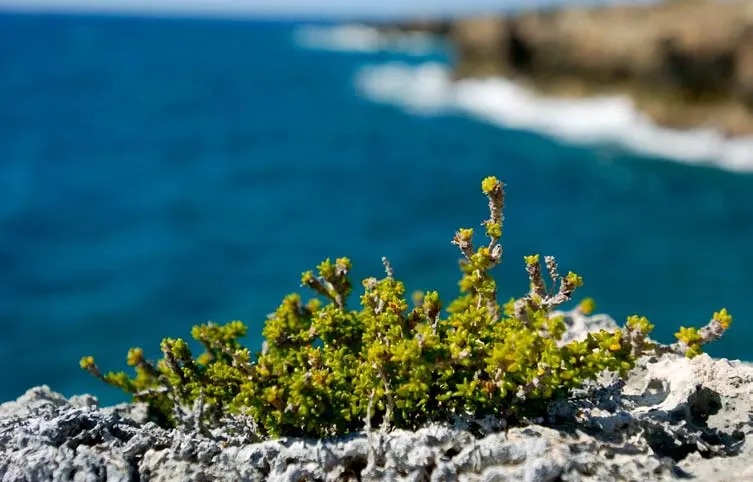 Coral Plant (Jatropha Multifida) — known scientifically as Jatropha multifida; is a tropical shrub showcasing deeply lobed