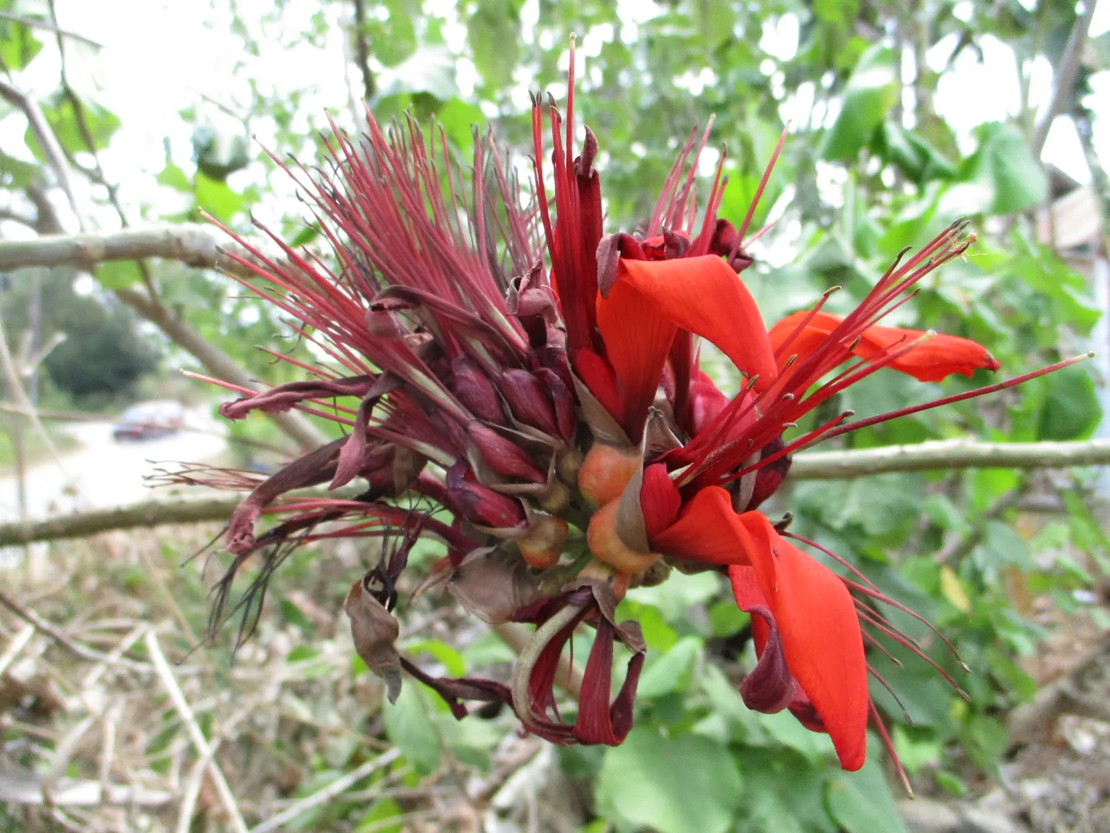 Coral Plant (Jatropha Multifida) — Adds exotic flair and vertical interest to landscapes; these leaves create a striking backdrop for the plant's, image 110