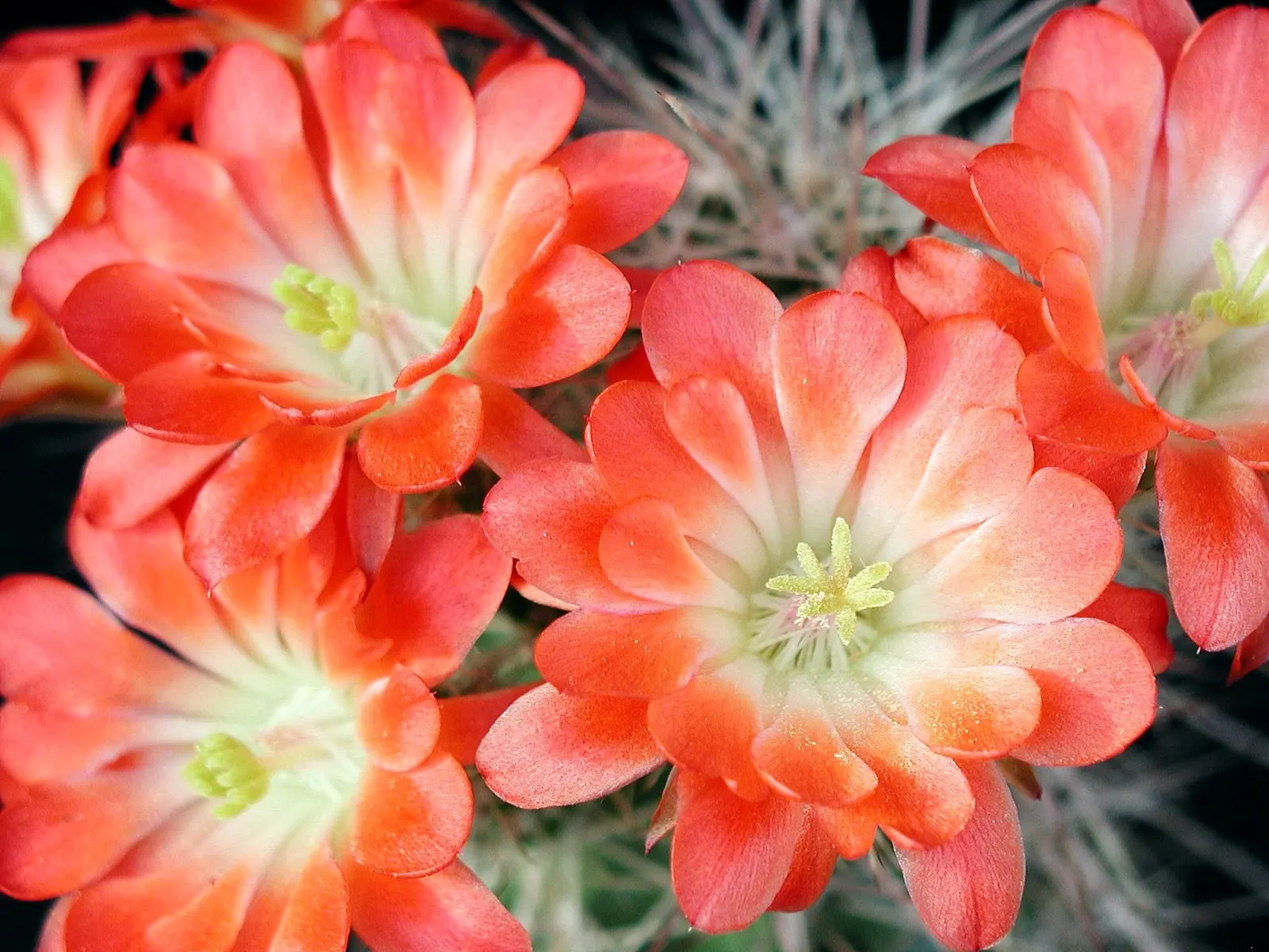 Coral Plant (Jatropha Multifida) — blooming intermittently throughout the year; drought-tolerant once established, image 94