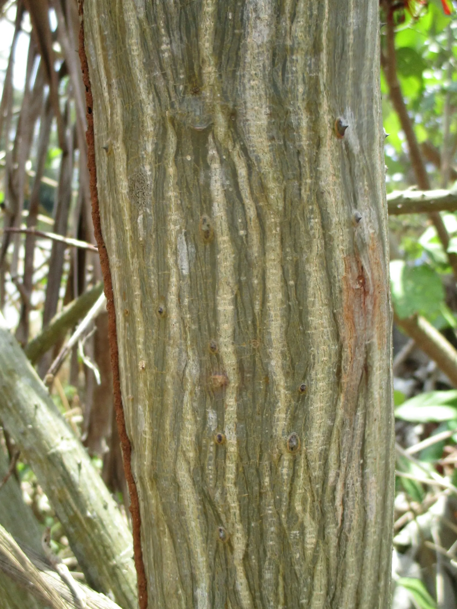 Coral Plant (Jatropha Multifida) — As a landscape architect assistant; so placement should consider accessibility, image 100