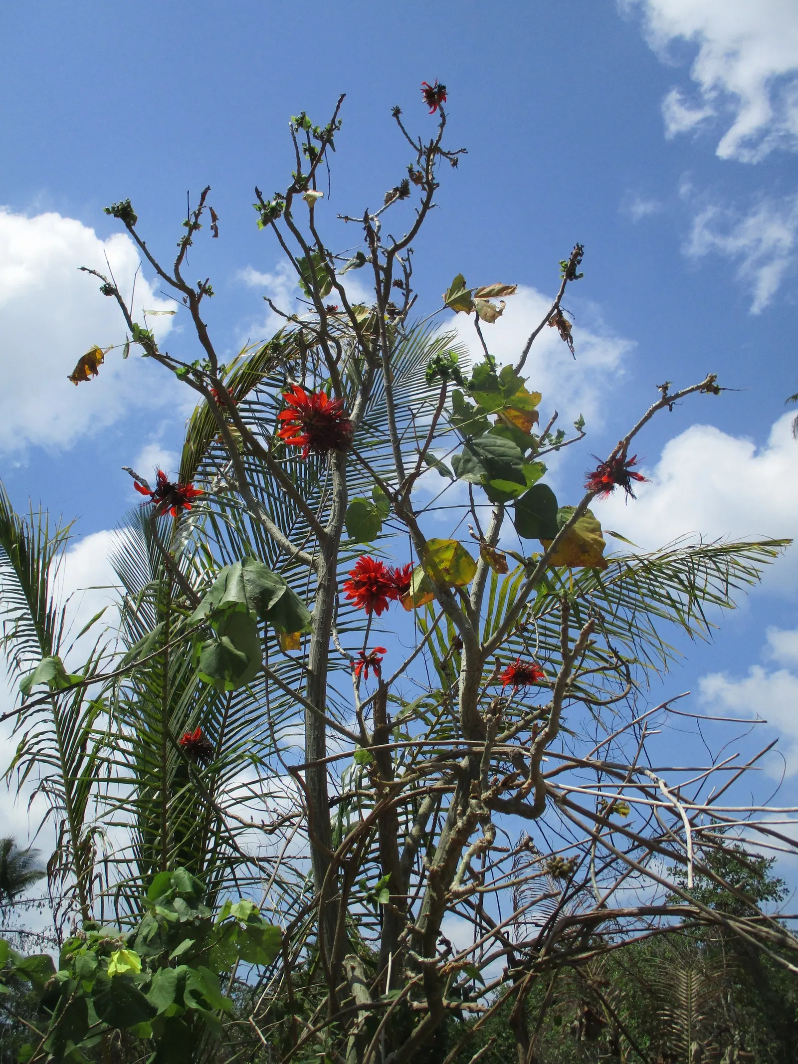 Coral Plant (Jatropha Multifida) — advise clients regarding its care and suitable companions for a cohesive and captivating garden design