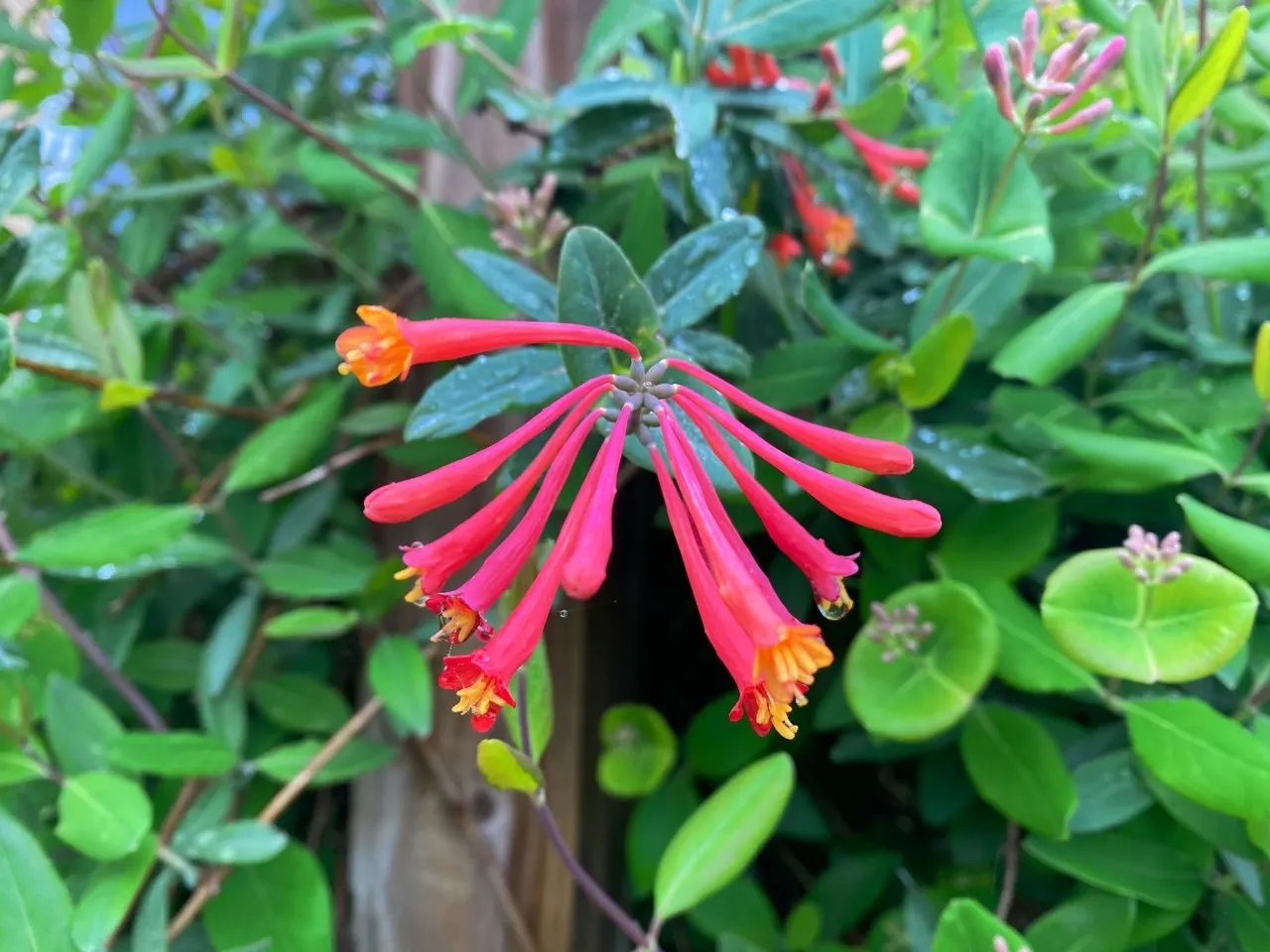 Coral Plant (Jatropha Multifida) — Jatropha multifida requires well-draining soil and a sunny location to thrive; being drought-tolerant once established, it