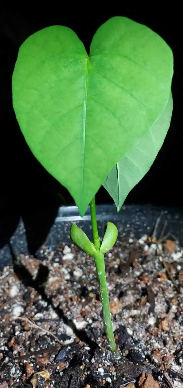 Coral Plant (Jatropha Multifida) — resembling a large oak leaf in shape; thrives in USDA zones 10-12, reaching 15 feet tall and wide, image 90