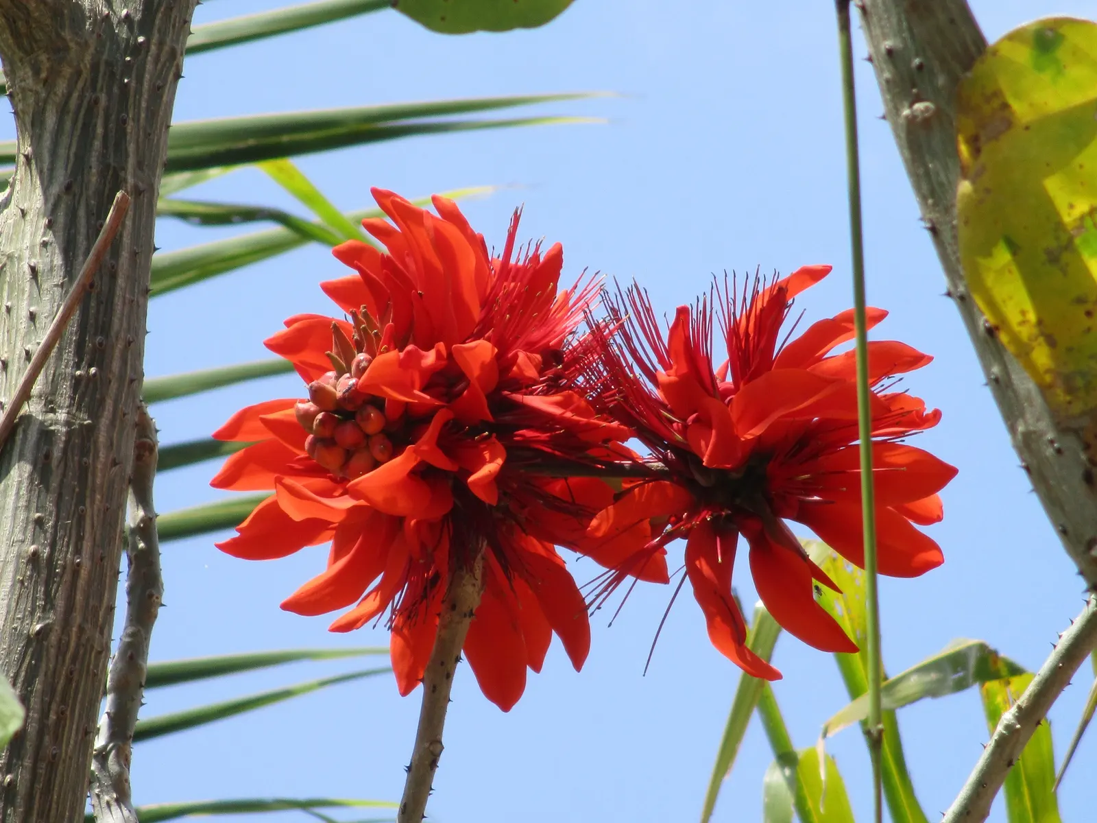 Coral Plant (Jatropha Multifida) — with its native roots in Mexico and Central America