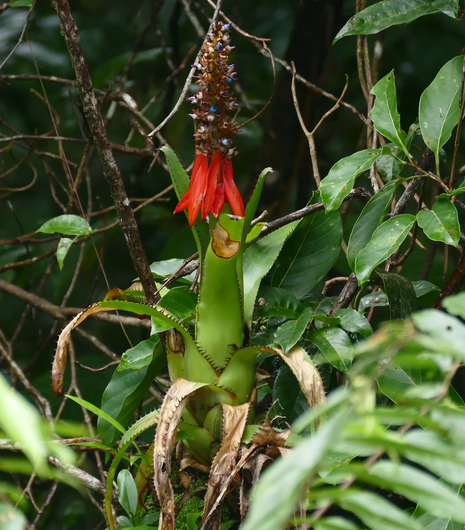 King Of The Bromeliads (Vriesea Hieroglyphica) — the Vriesea hieroglyphica boasts striking; this epiphytic specimen prefers humid conditions, image 57