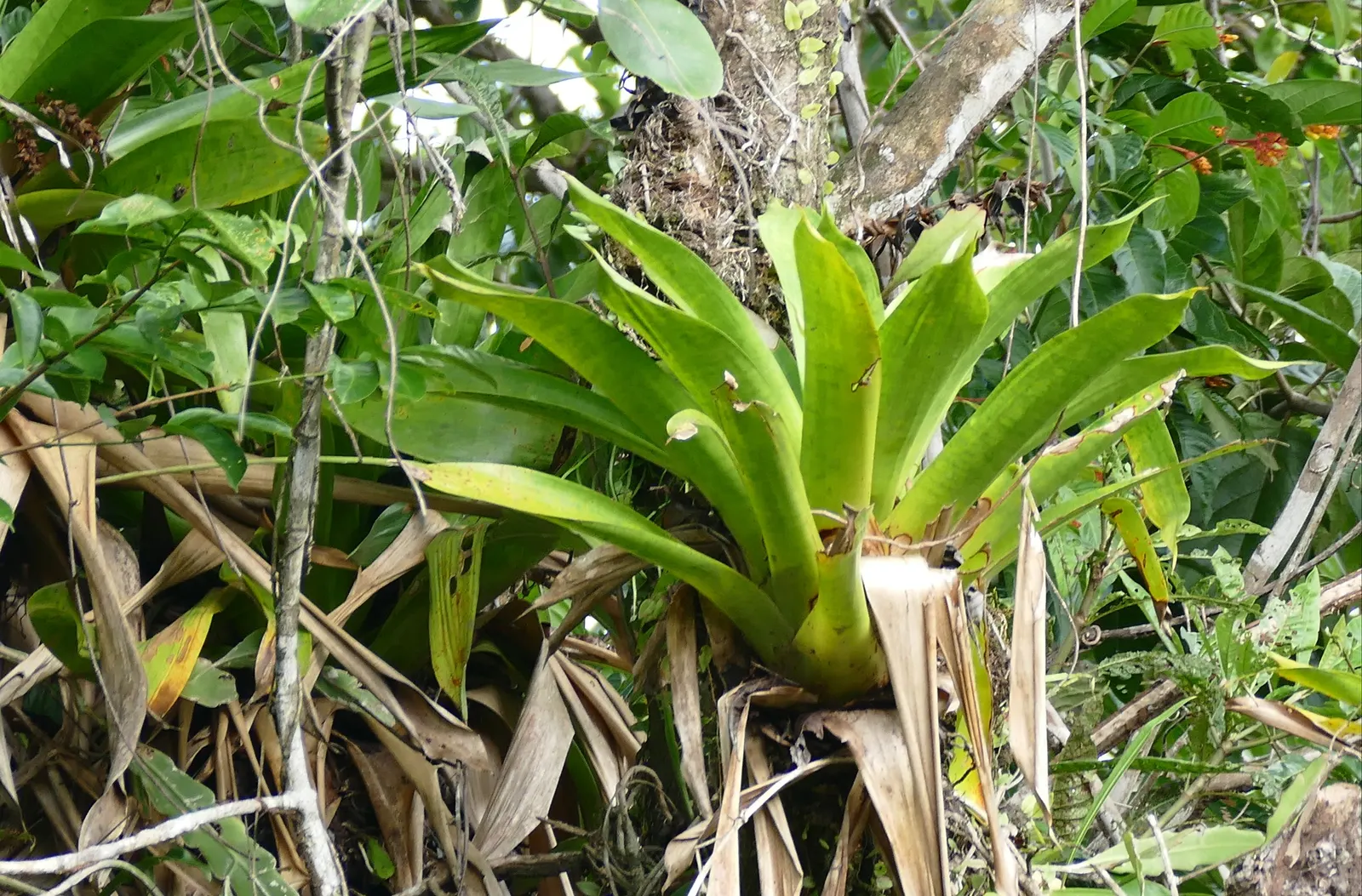 King Of The Bromeliads (Vriesea Hieroglyphica) — Moderate watering ensures a robust display of its singular foliage; succulent for deep shade or, image 76