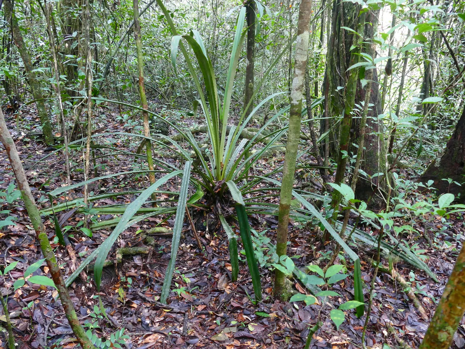 King Of The Bromeliads (Vriesea Hieroglyphica) — thriving best in temperatures ranging from 60 to 85 degrees Fahrenheit; requiring minimal feeding, image 82