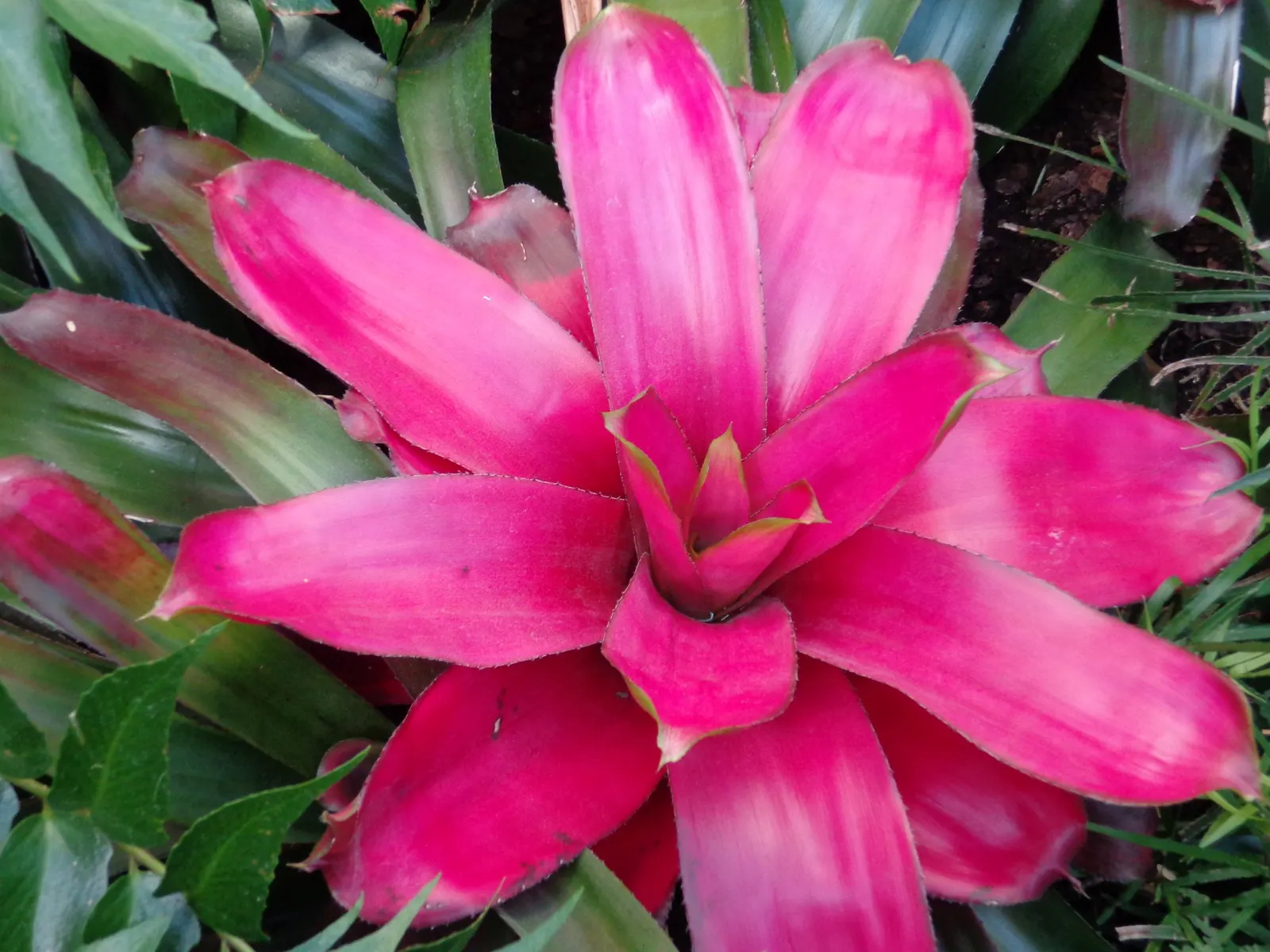 King Of The Bromeliads (Vriesea Hieroglyphica) — Vriesea hieroglyphica, the "King of Bromeliads," is a striking tropical plant; ideal for USDA, image 116