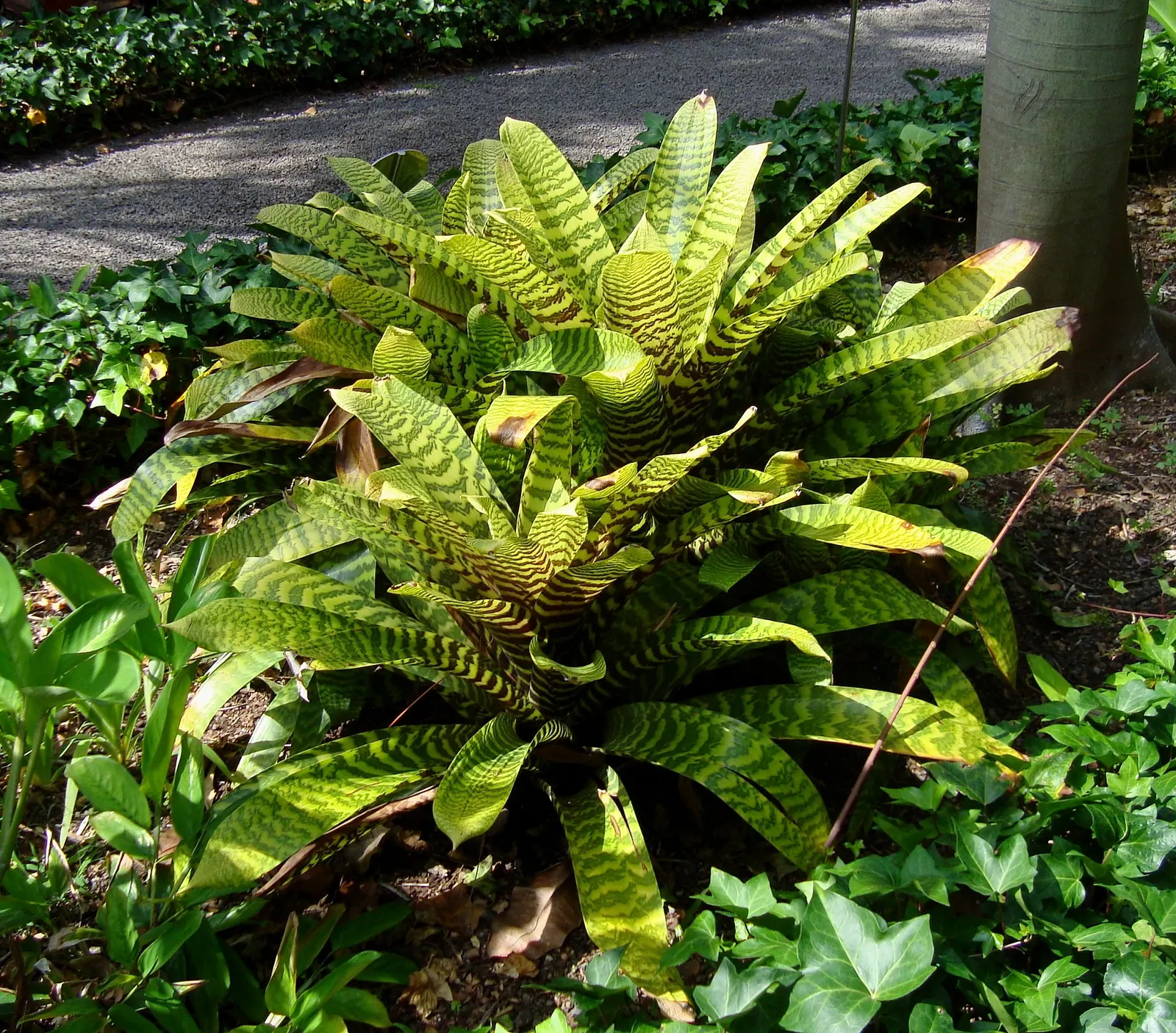 King Of The Bromeliads (Vriesea Hieroglyphica) — This epiphytic specimen prefers humid conditions; lavish foliage and stately presence, image 97