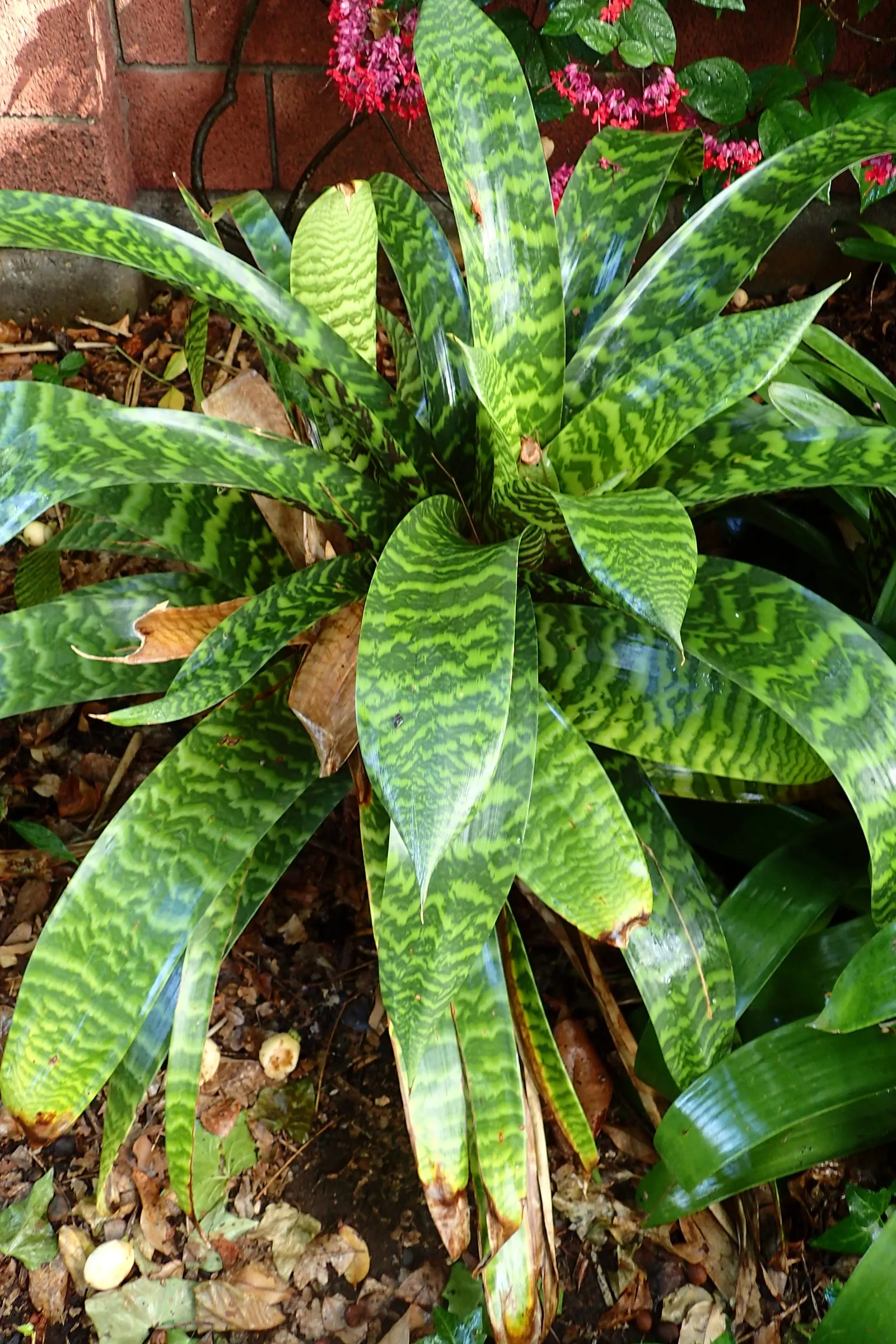 King Of The Bromeliads (Vriesea Hieroglyphica) — the Vriesea hieroglyphica boasts striking; this epiphytic specimen prefers humid conditions, image 80