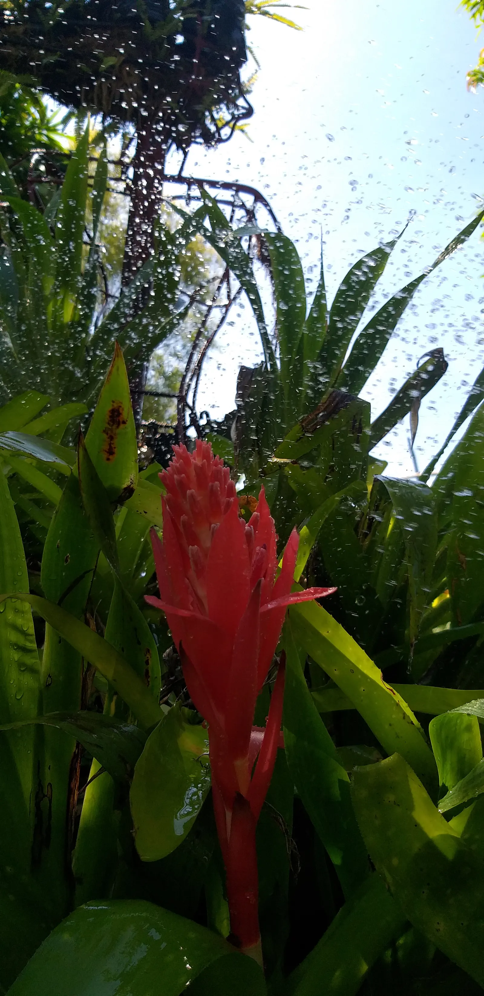 King Of The Bromeliads (Vriesea Hieroglyphica) — Requiring minimal feeding; which echoes its native canopy-shrouded habitat, image 88