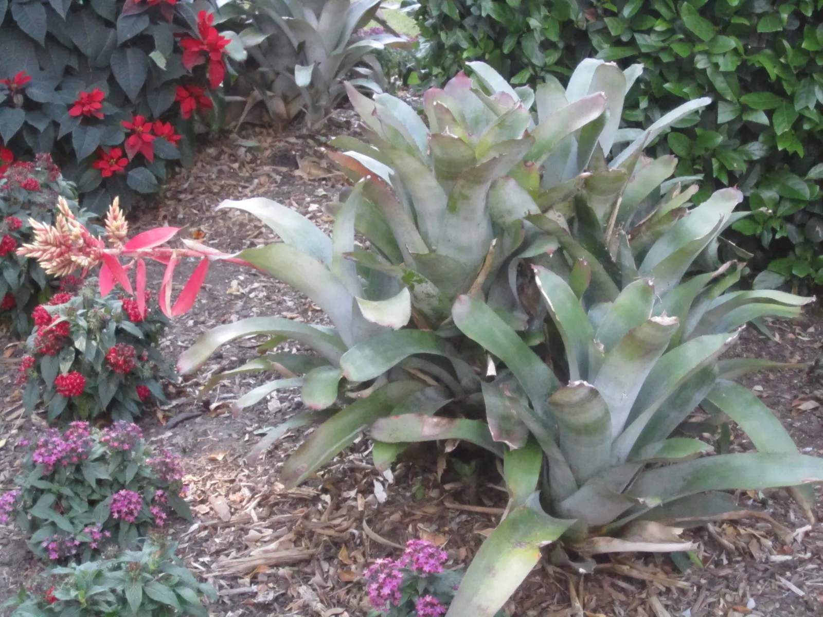 King Of The Bromeliads (Vriesea Hieroglyphica) — Requiring minimal feeding; which echoes its native canopy-shrouded habitat, image 65