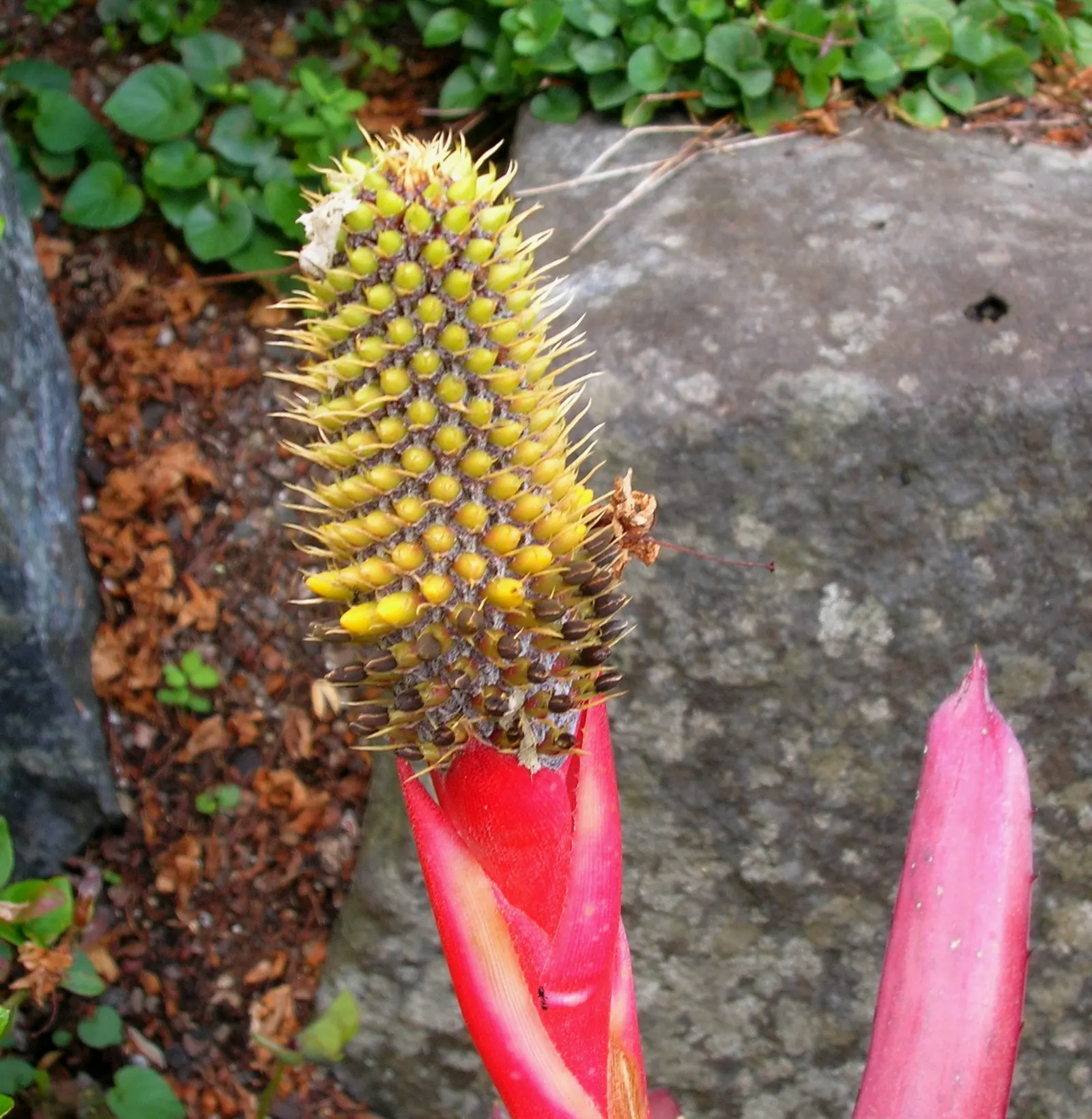 King Of The Bromeliads (Vriesea Hieroglyphica) — with unique hieroglyphic patterns; yet it will also produce a modest bract that blooms infrequently, image 72