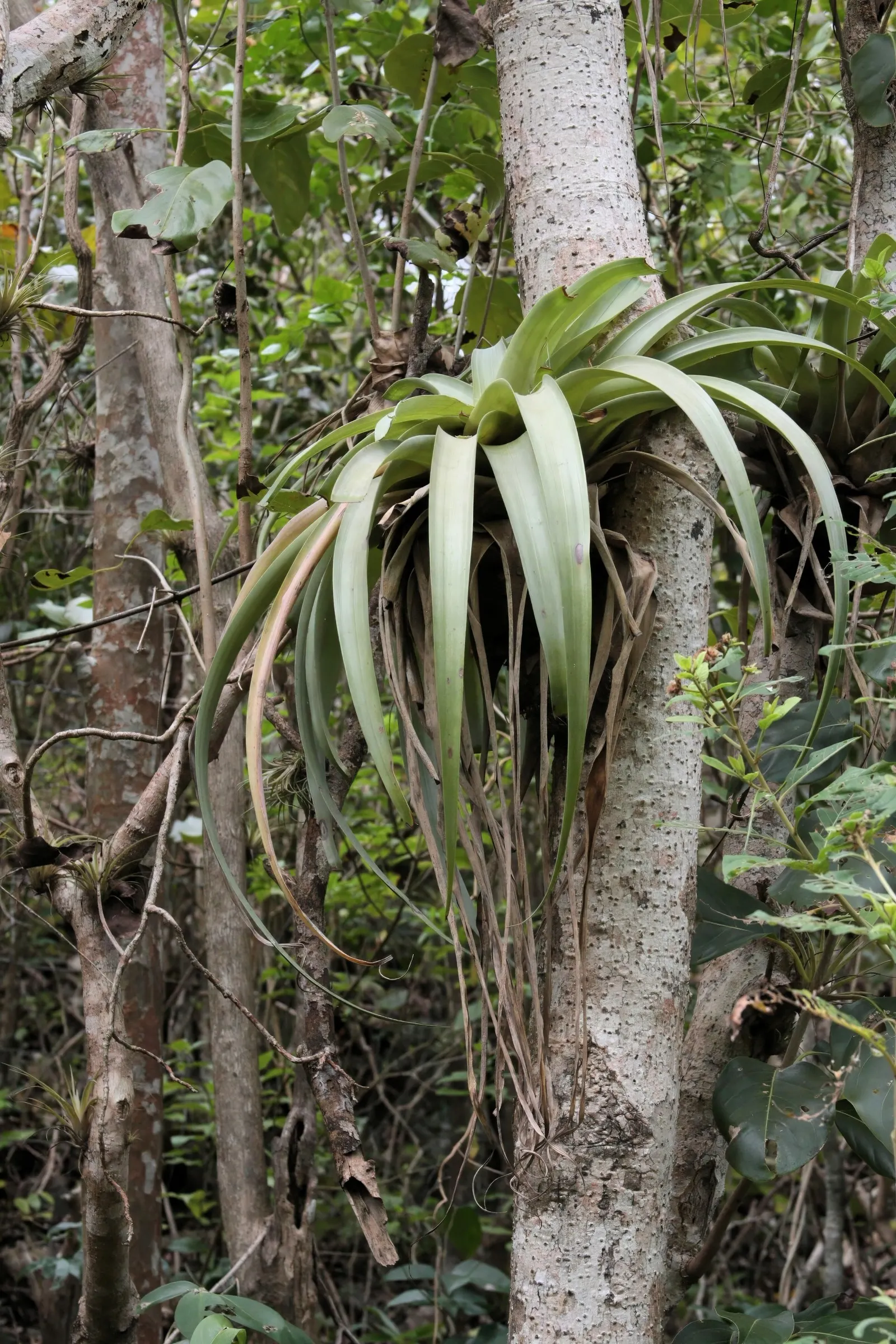 King Of The Bromeliads (Vriesea Hieroglyphica) — Requiring minimal feeding; which echoes its native canopy-shrouded habitat