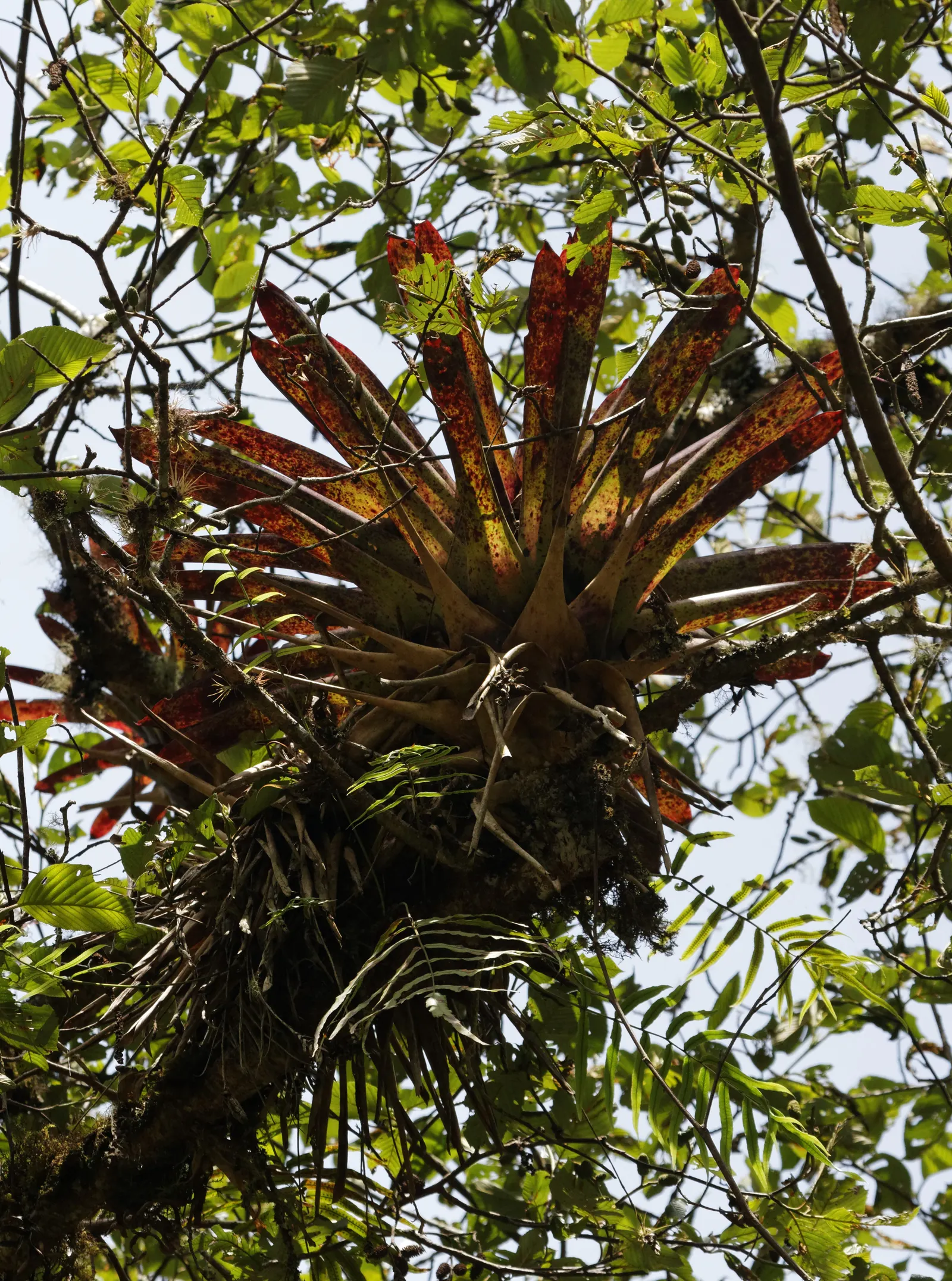 King Of The Bromeliads (Vriesea Hieroglyphica) — making it perfect for accentuating woodland settings or as a greenhouse focal point; making it, image 52
