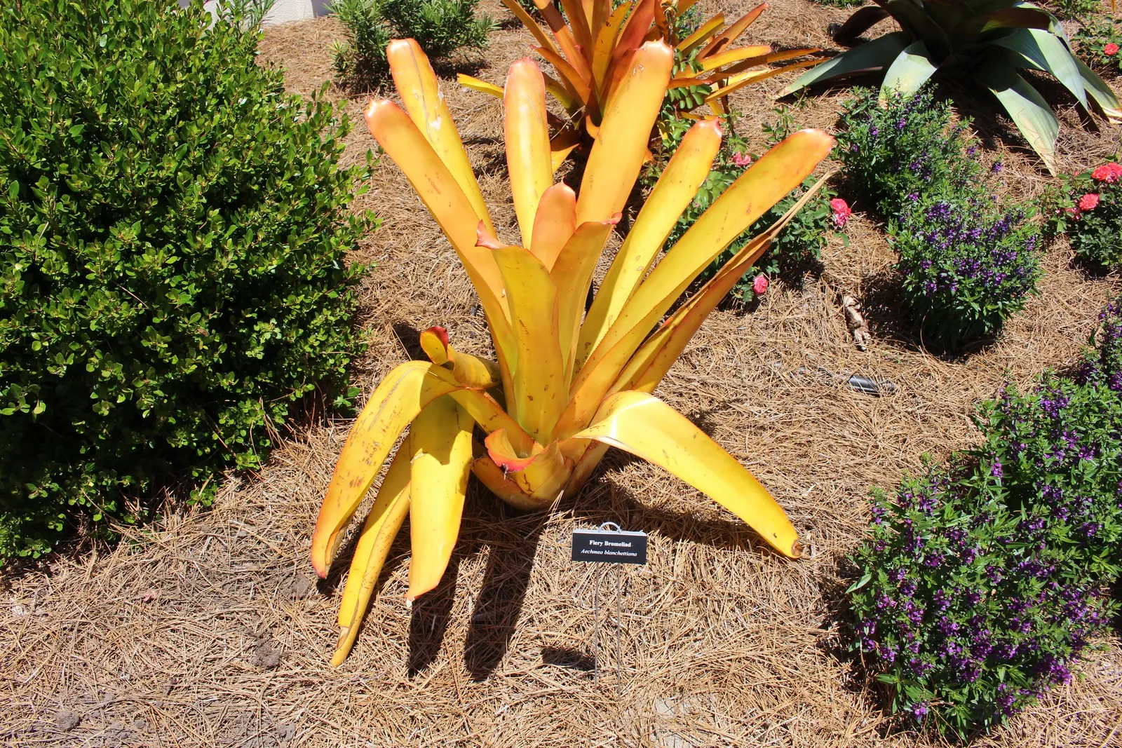 King Of The Bromeliads (Vriesea Hieroglyphica) — water-soluble fertilizer at quarter strength during the growing season will suffice; succulent, image 66