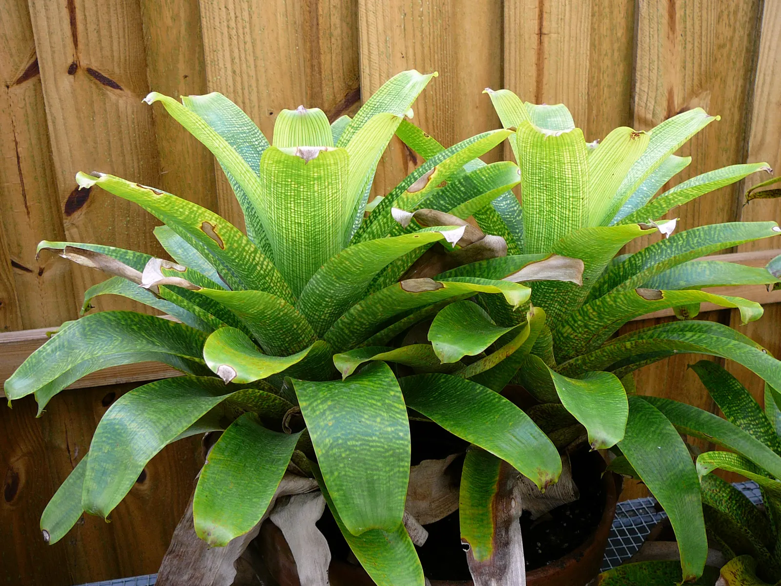 King Of The Bromeliads (Vriesea Hieroglyphica) — water-soluble fertilizer at quarter strength during the growing season will suffice; succulent, image 89