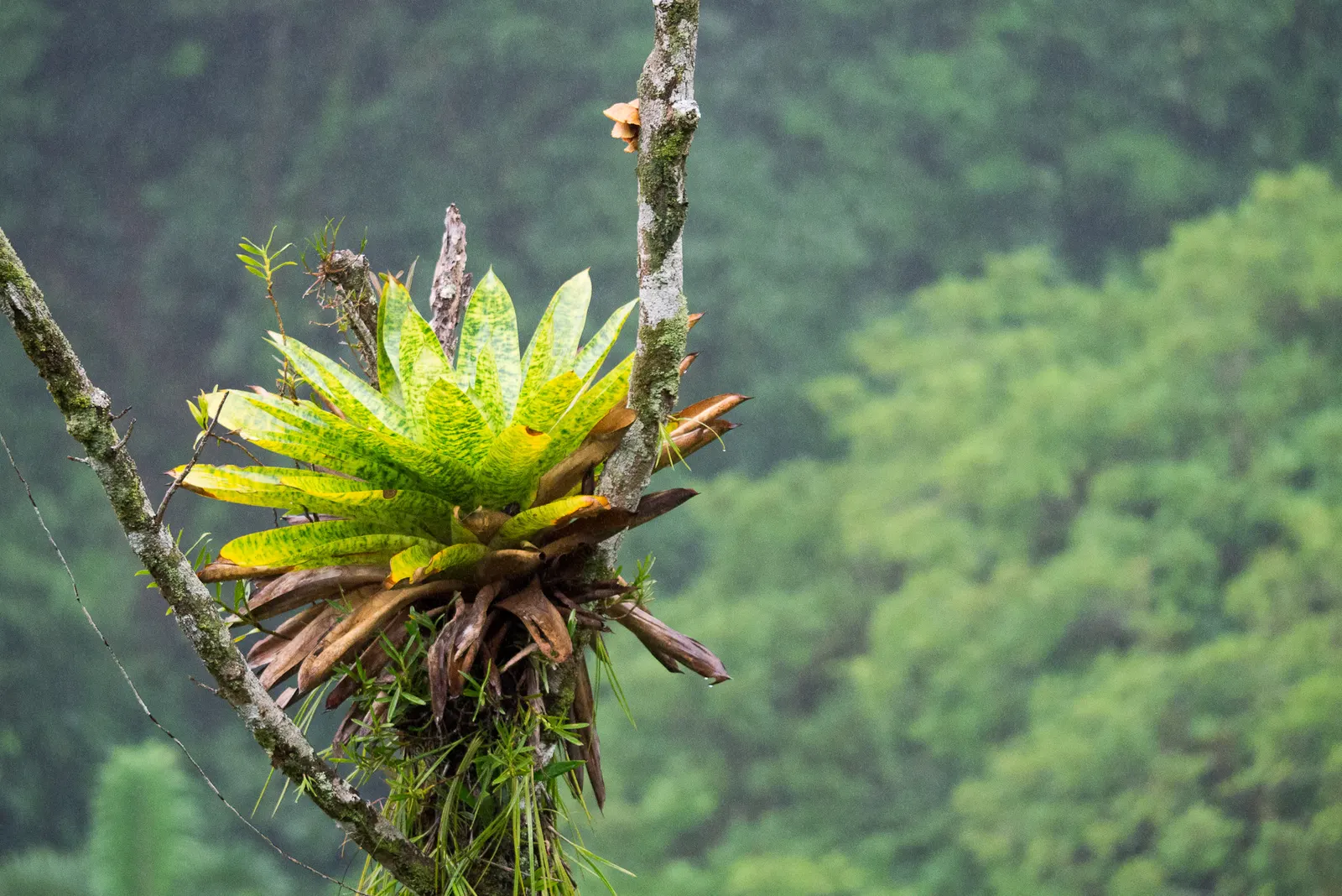 King Of The Bromeliads (Vriesea Hieroglyphica) — lavish foliage and stately presence