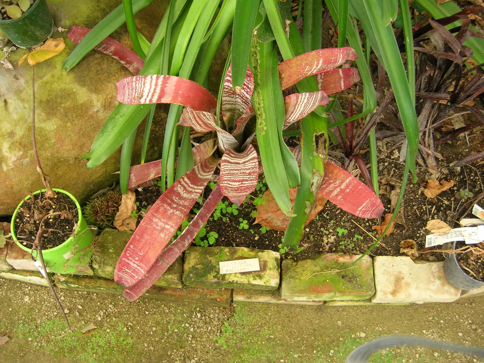 King Of The Bromeliads (Vriesea Hieroglyphica) — making it ideal for placement in areas of partial shade within the landscape; ensure the central, image 108