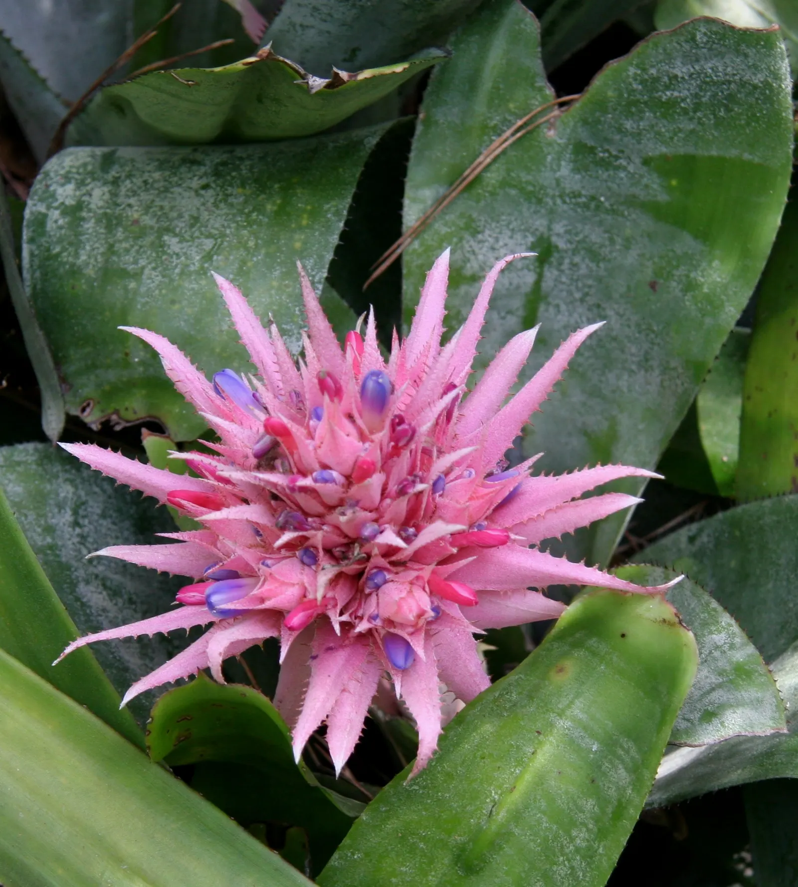 King Of The Bromeliads (Vriesea Hieroglyphica) — red and yellow flowers in the garden
