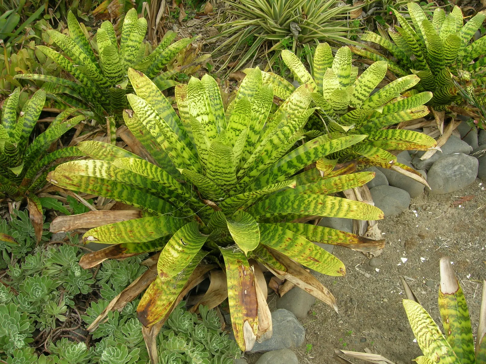King Of The Bromeliads (Vriesea Hieroglyphica) — This magnificent epiphyte hails from the Brazilian rainforests; red and yellow flowers in the, image 102