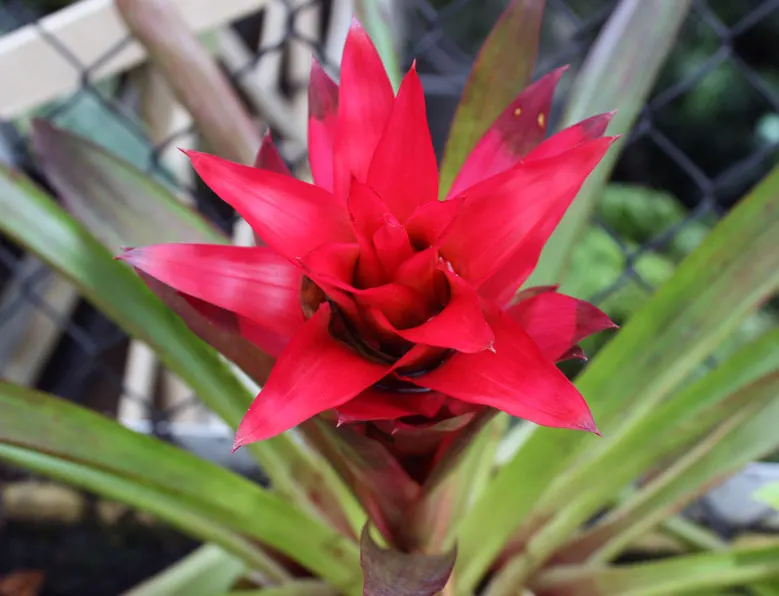 King Of The Bromeliads (Vriesea Hieroglyphica) — the Vriesea hieroglyphica boasts striking; this epiphytic specimen prefers humid conditions