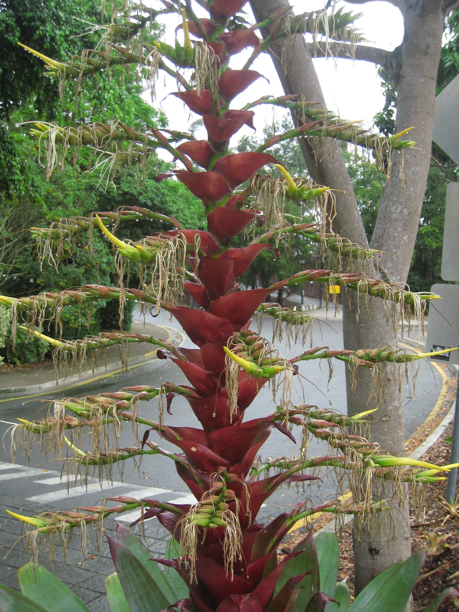 King Of The Bromeliads (Vriesea Hieroglyphica) — which echoes its native canopy-shrouded habitat; this magnificent epiphyte hails from the, image 61