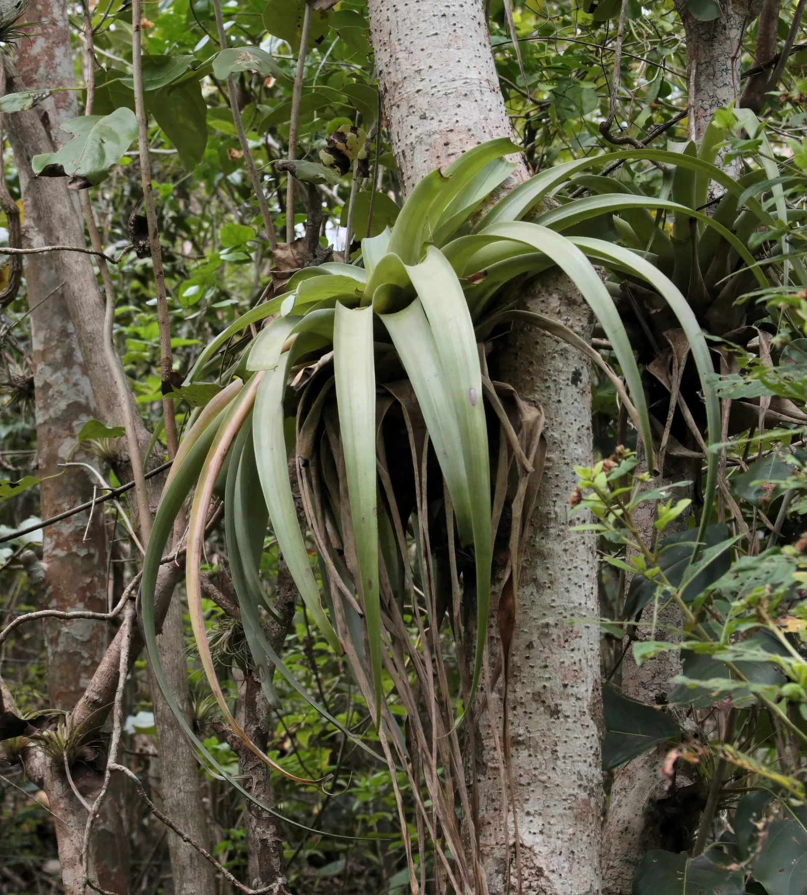 King Of The Bromeliads (Vriesea Hieroglyphica) — lavish foliage and stately presence; it demands indirect or filtered light, image 101