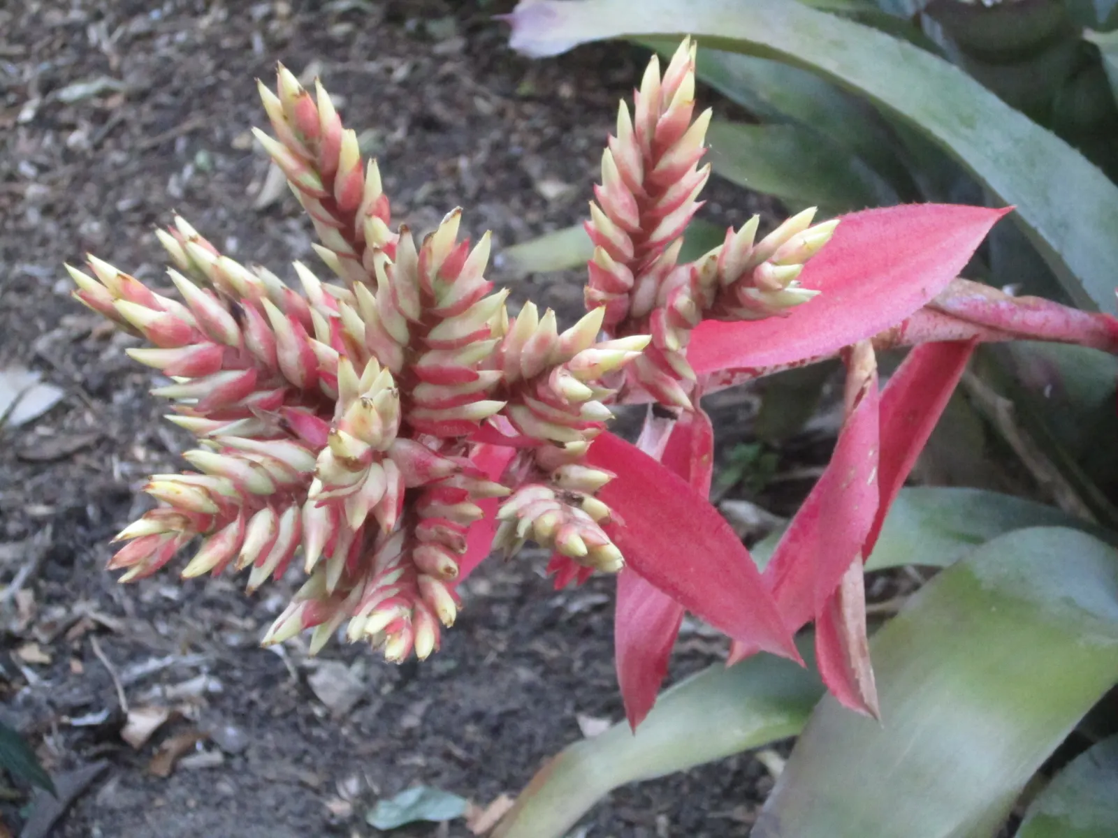 King Of The Bromeliads (Vriesea Hieroglyphica) — hieroglyphic-like light green bands that contrast beautifully against its darker green backdrop, image 35