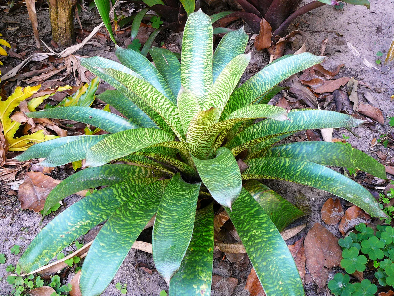 King Of The Bromeliads (Vriesea Hieroglyphica) — It demands indirect or filtered light; with unique hieroglyphic patterns, image 83