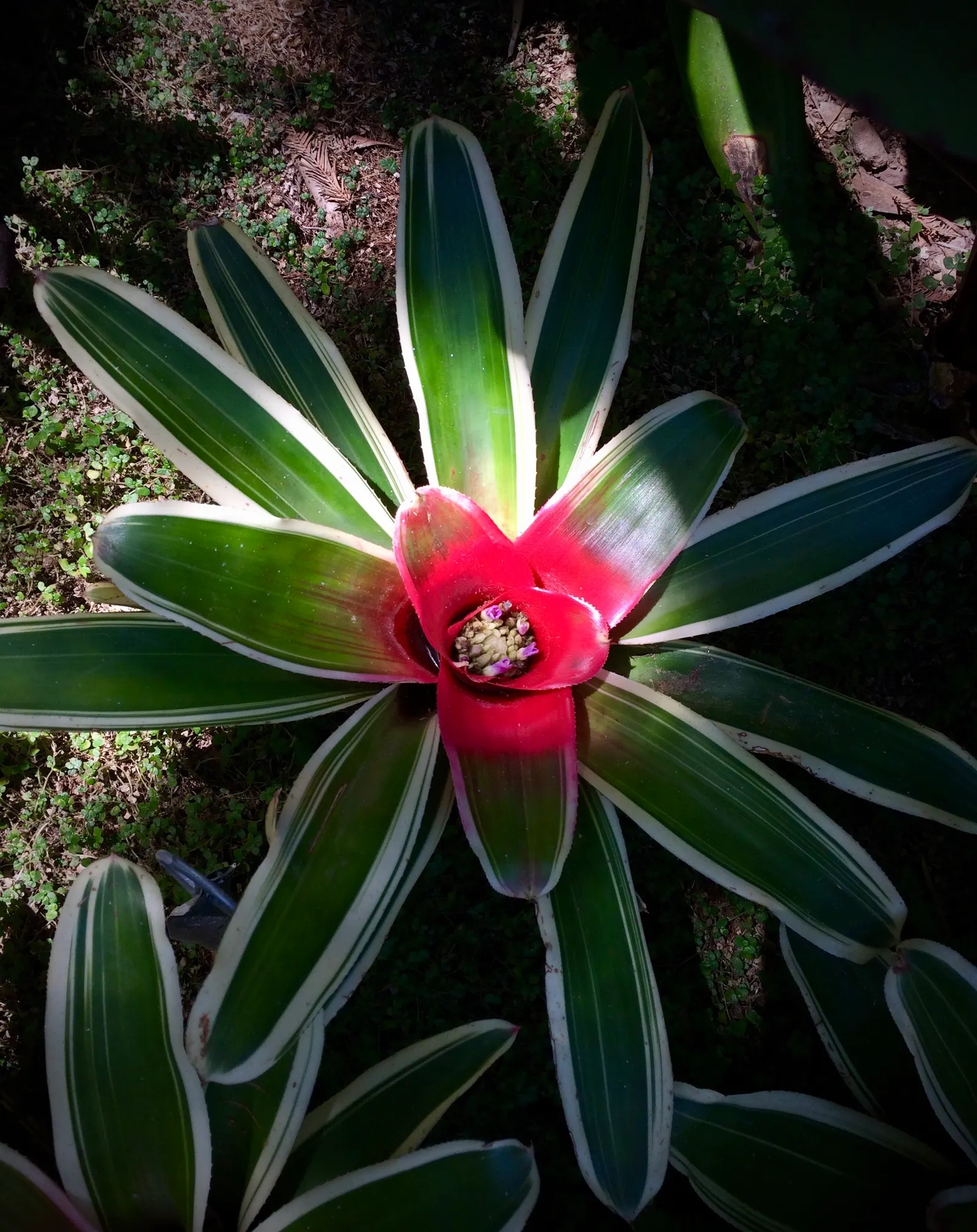 King Of The Bromeliads (Vriesea Hieroglyphica) — This magnificent epiphyte hails from the Brazilian rainforests; red and yellow flowers in the, image 79