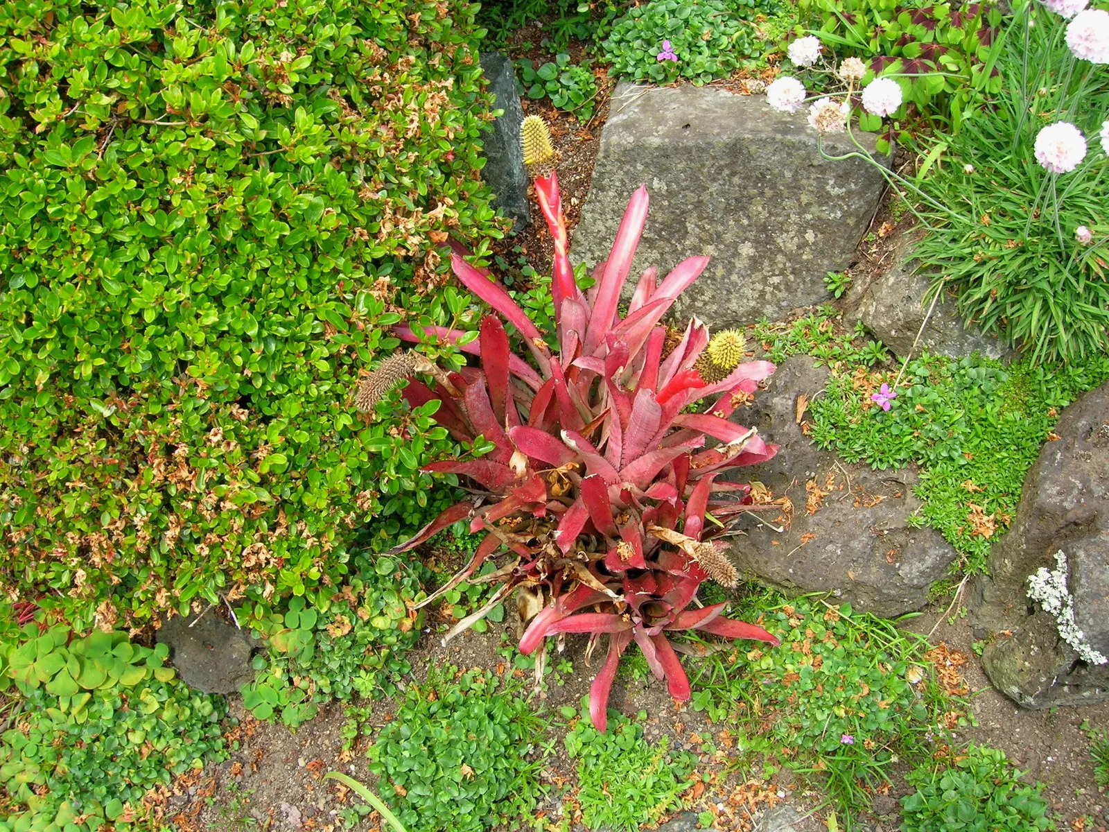 King Of The Bromeliads (Vriesea Hieroglyphica) — Ideal for USDA zones 10-12, it thrives in partial shade with well-draining soil; strap-like leaves, image 73