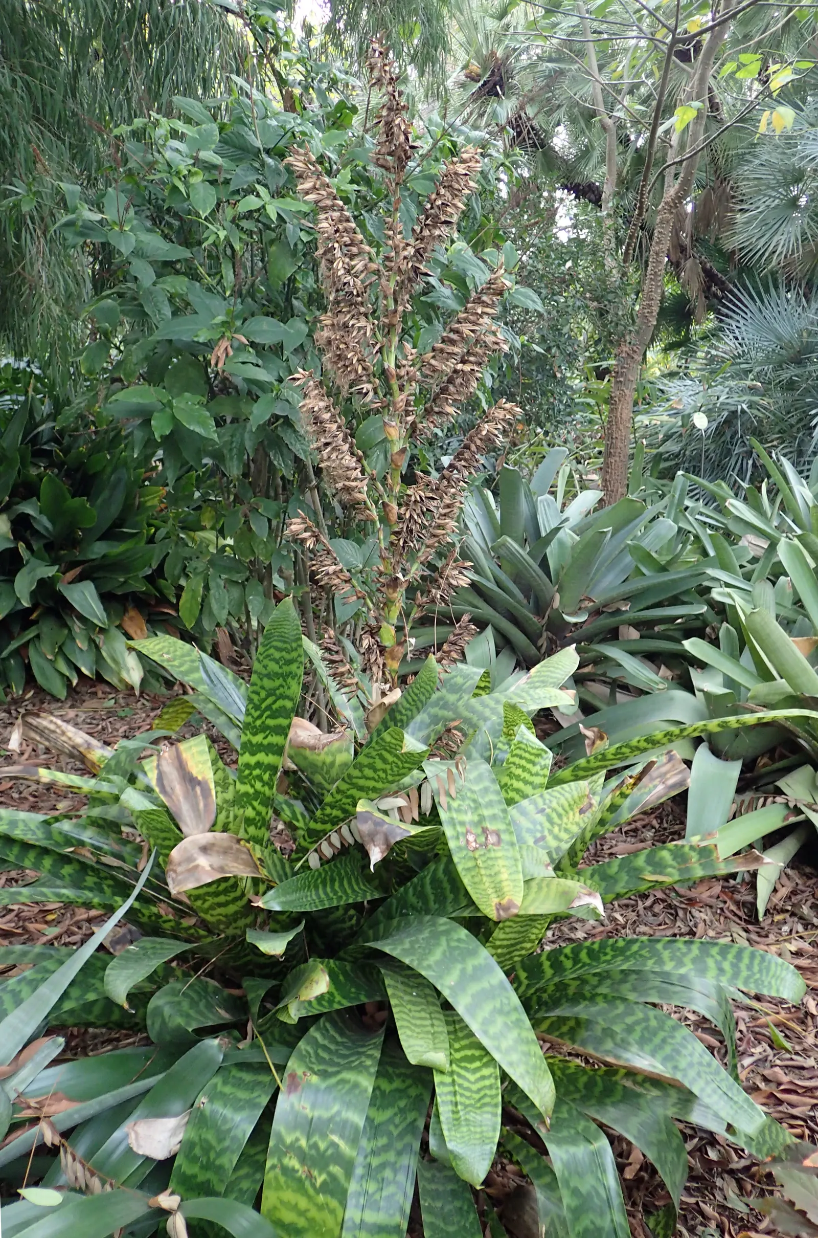 King Of The Bromeliads (Vriesea Hieroglyphica) — making it perfect for accentuating woodland settings or as a greenhouse focal point; making it, image 75