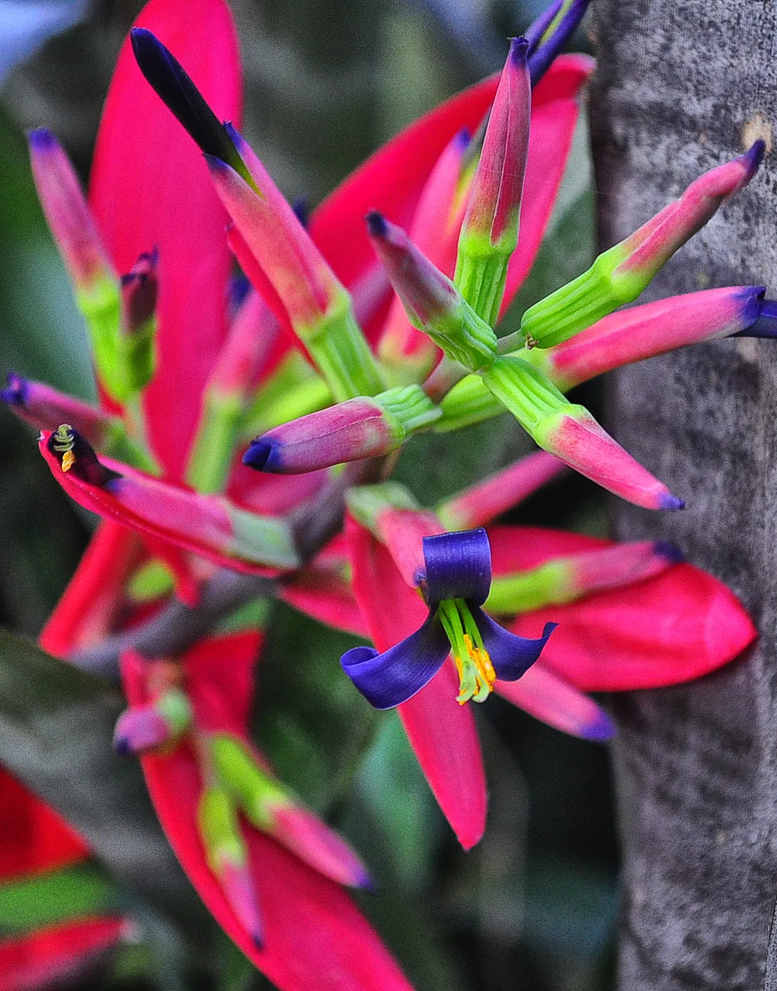 King Of The Bromeliads (Vriesea Hieroglyphica) — making it perfect for accentuating woodland settings or as a greenhouse focal point