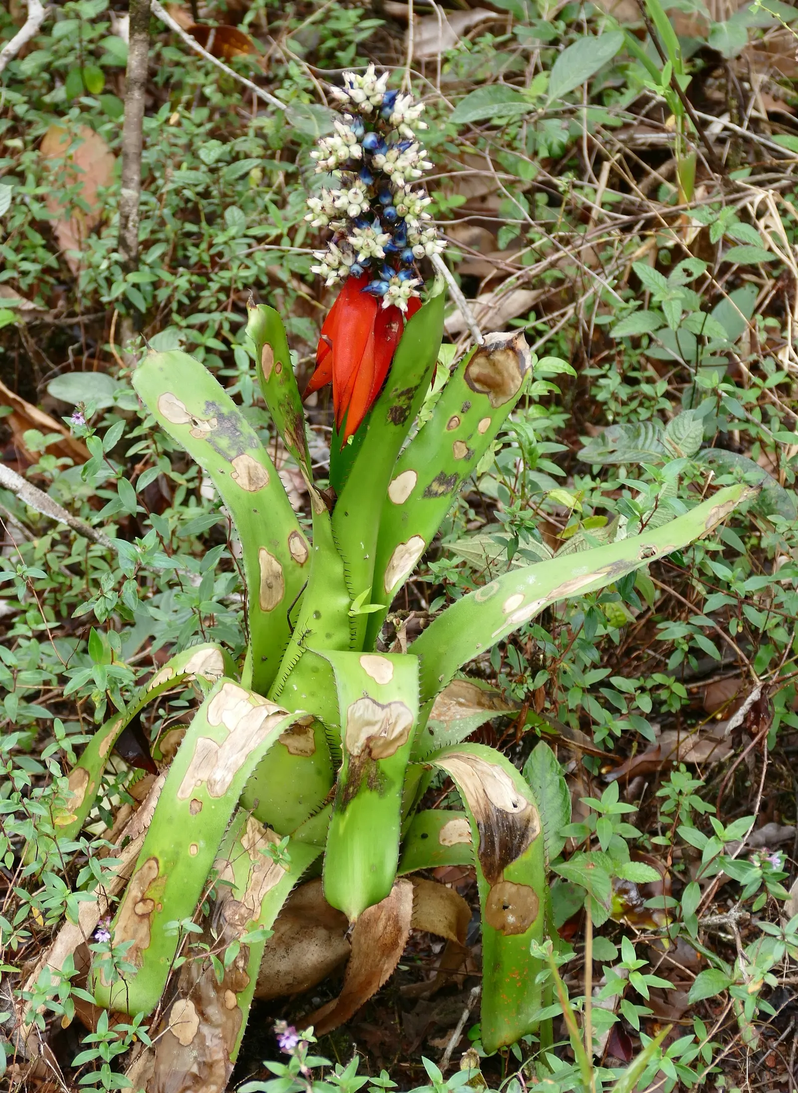 King Of The Bromeliads (Vriesea Hieroglyphica) — which echoes its native canopy-shrouded habitat; this magnificent epiphyte hails from the, image 107