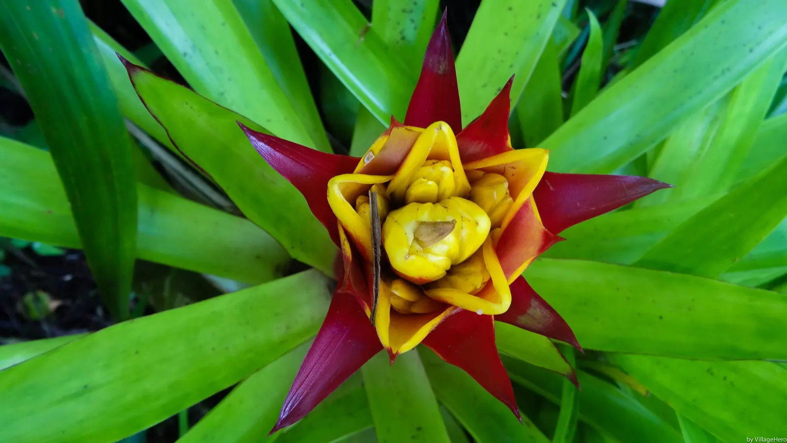 King Of The Bromeliads (Vriesea Hieroglyphica) — lavish foliage and stately presence; it demands indirect or filtered light, image 55