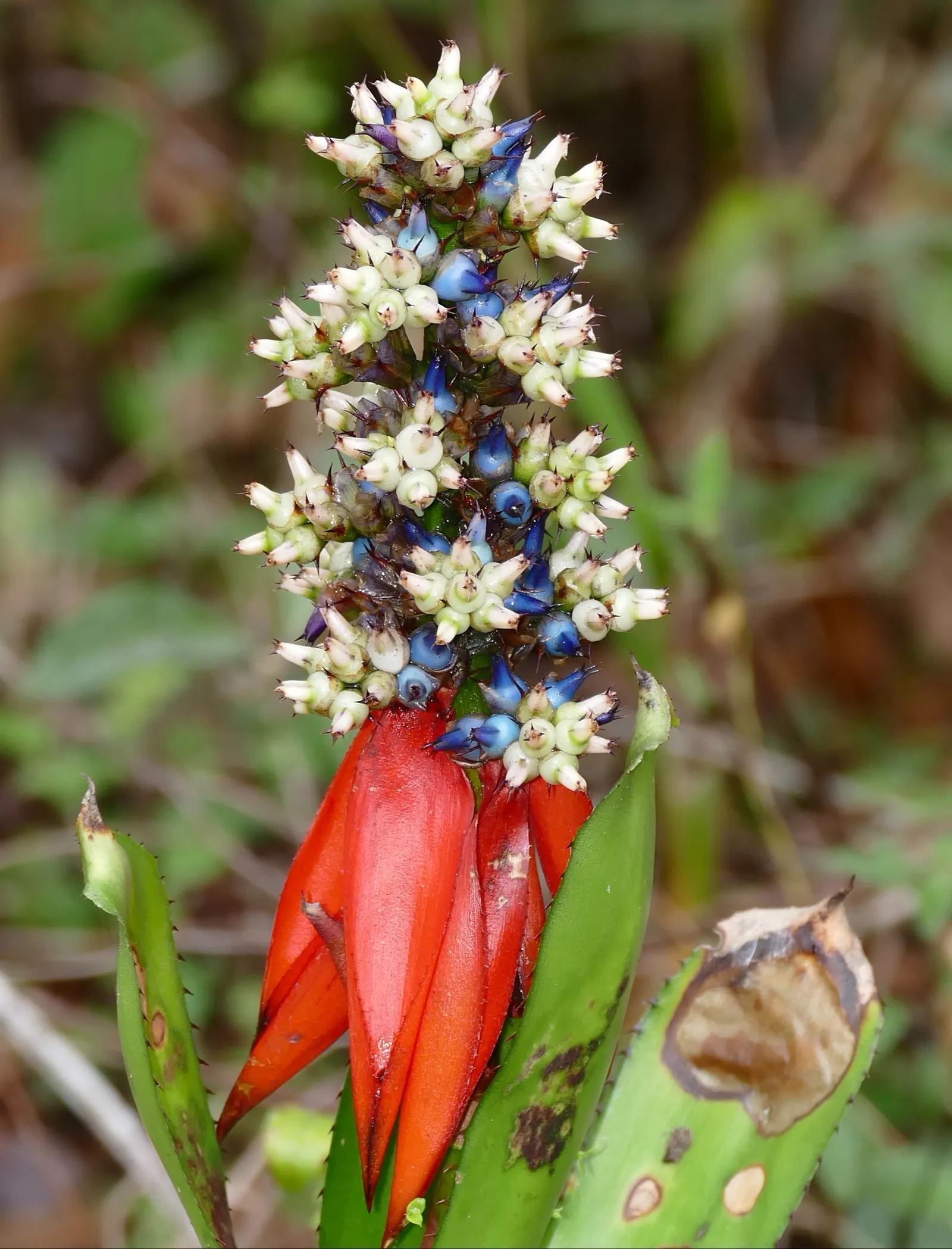 King Of The Bromeliads (Vriesea Hieroglyphica) — red and yellow flowers in the garden; making it perfect for accentuating woodland settings or as a, image 90