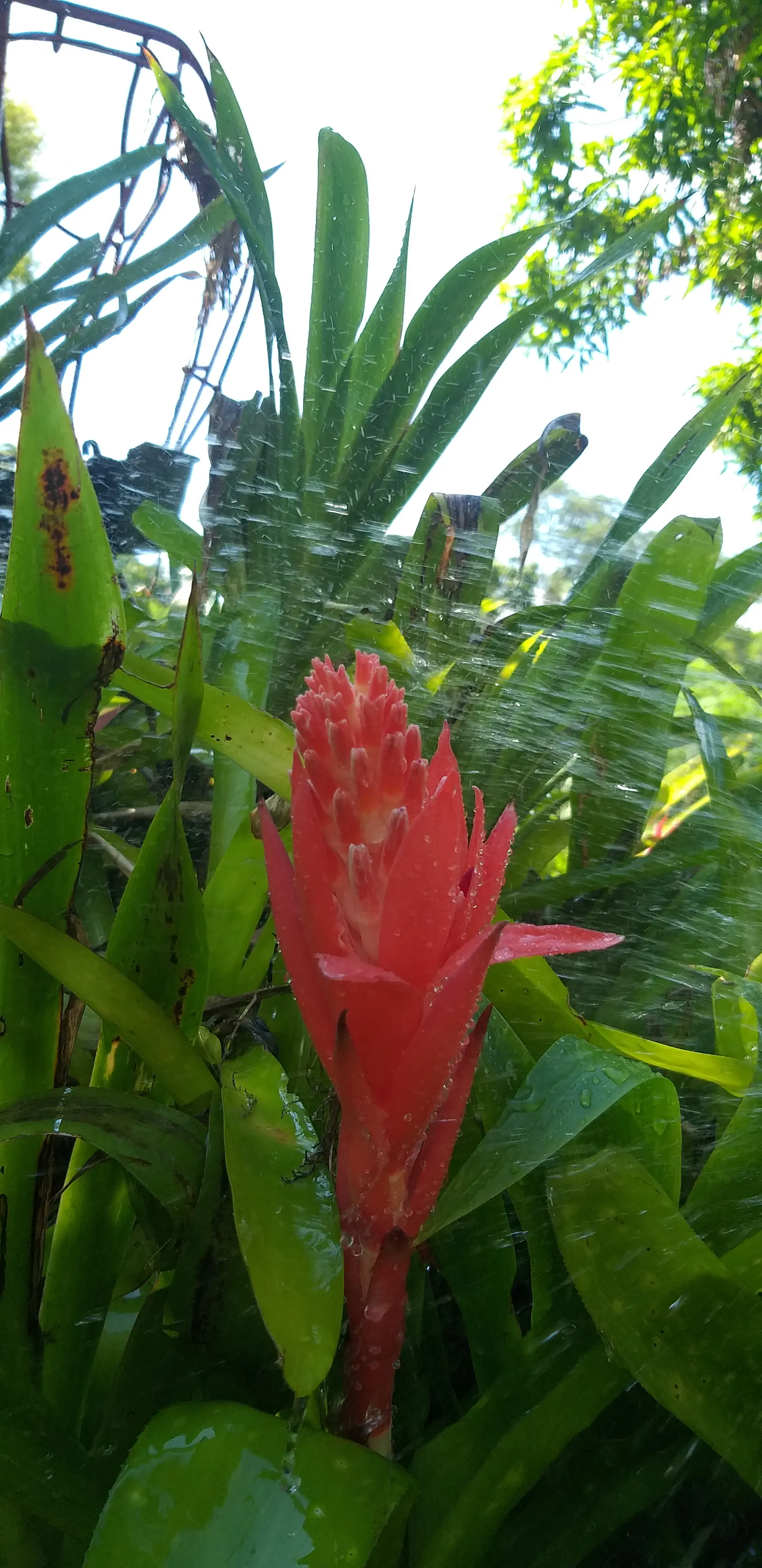 King Of The Bromeliads (Vriesea Hieroglyphica) — making it ideal for placement in areas of partial shade within the landscape; ensure the central cup is filled