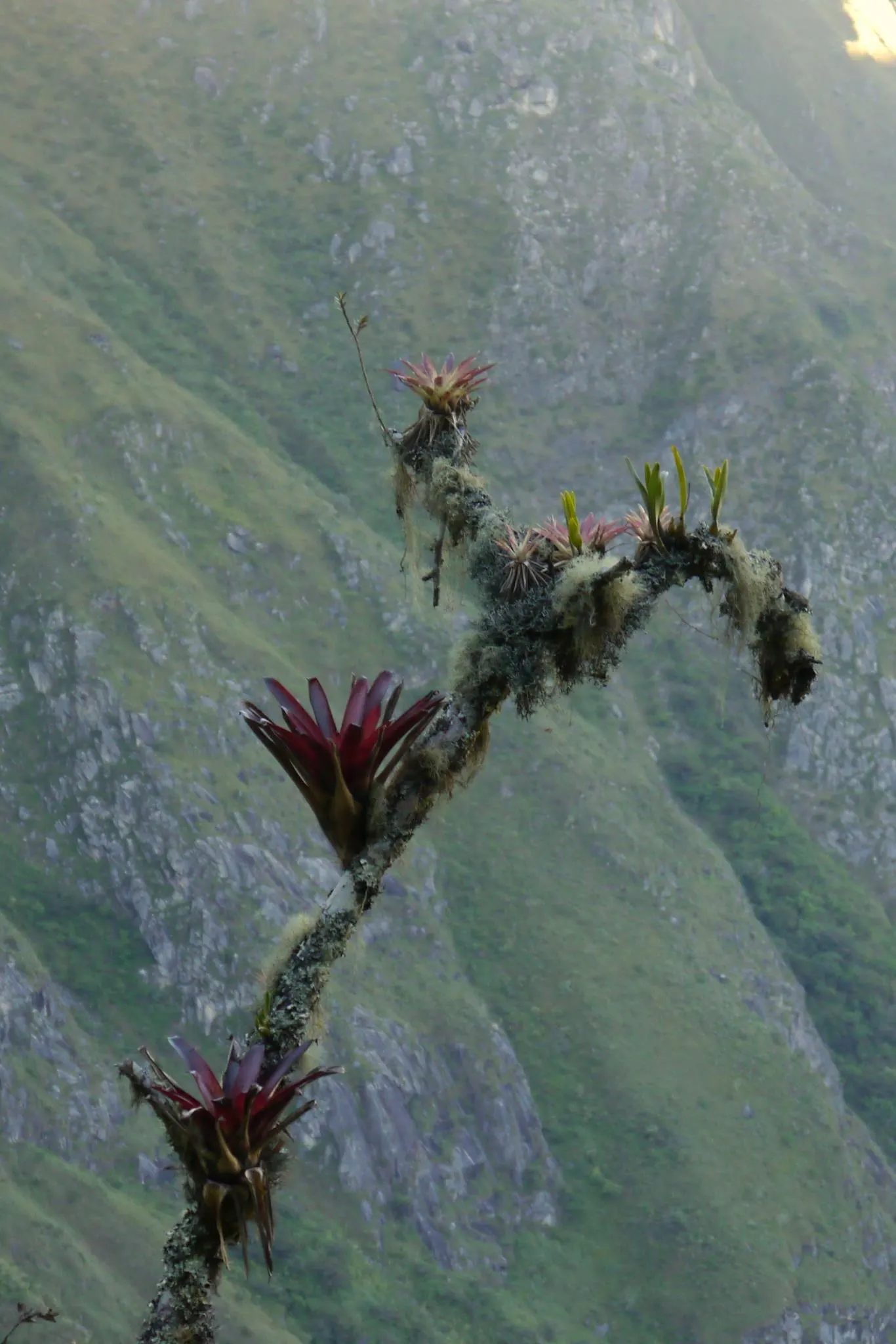 King Of The Bromeliads (Vriesea Hieroglyphica) — yet it will also produce a modest bract that blooms infrequently; lauded as the "King of the, image 110