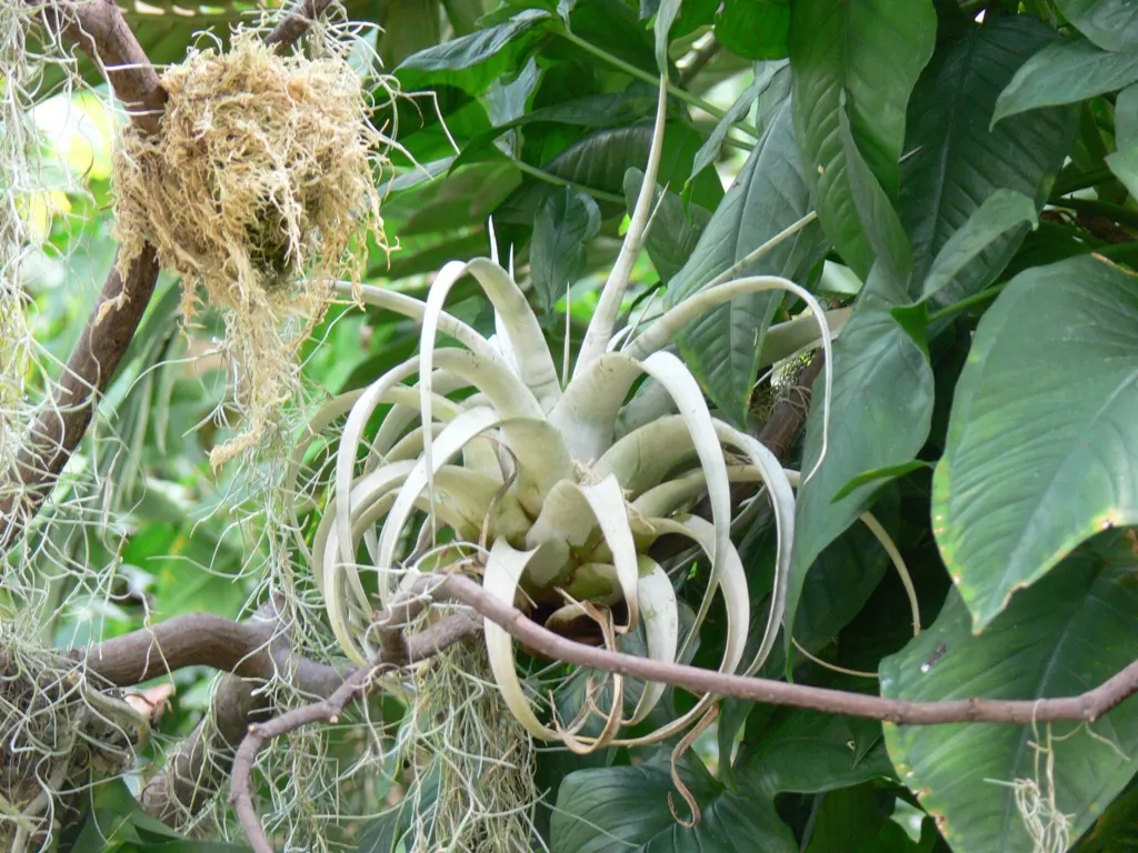 King Of The Bromeliads (Vriesea Hieroglyphica) — the Vriesea hieroglyphica boasts striking